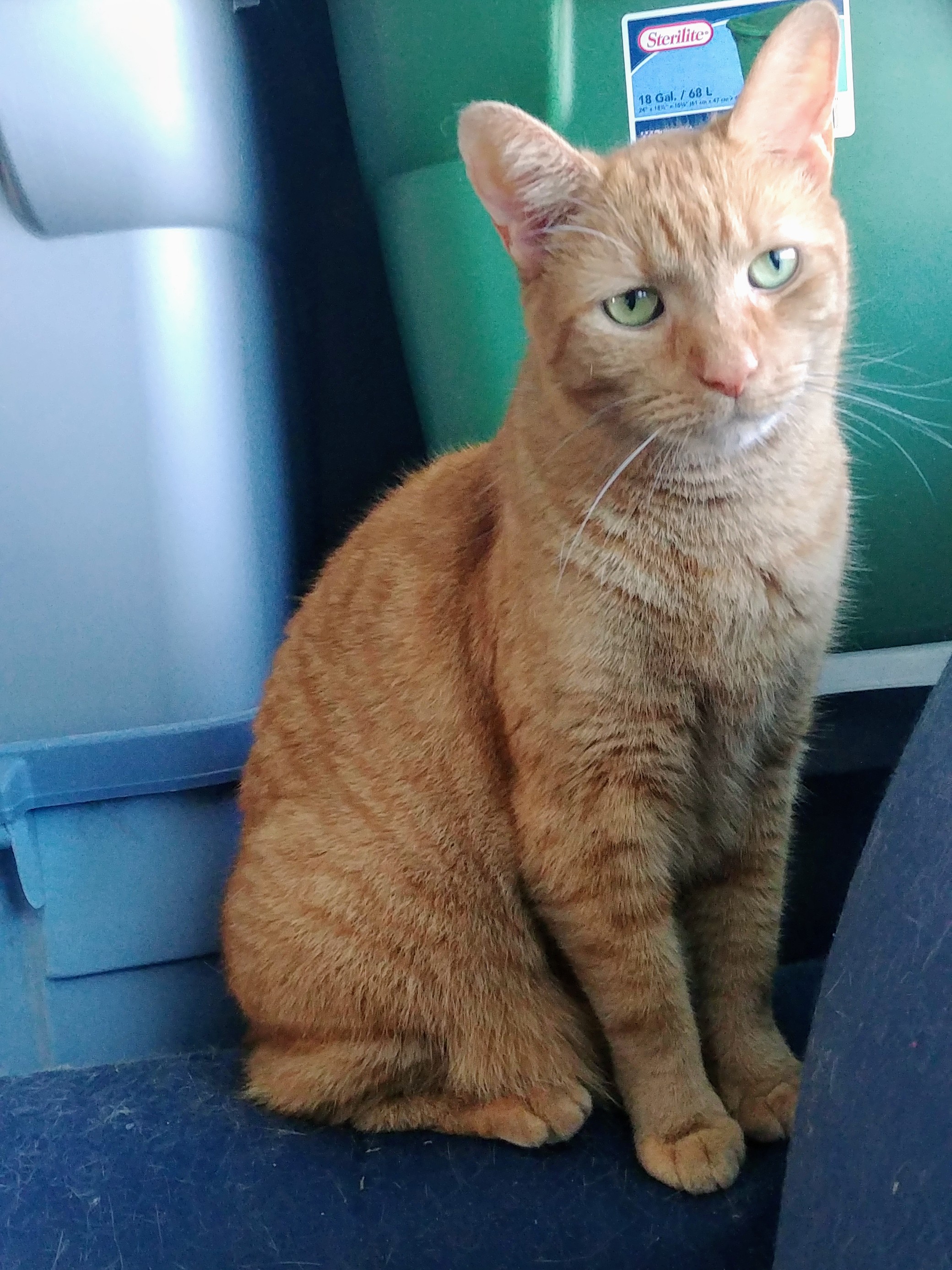 adoptable Cat in Dumfries,VA named Simba
