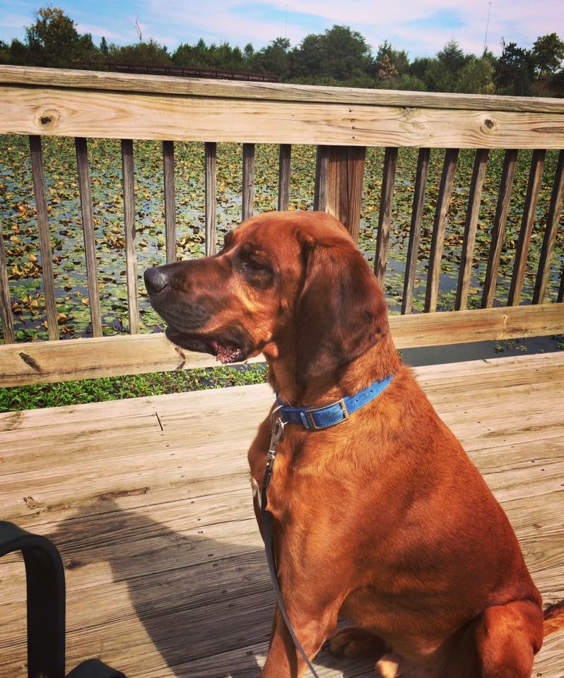 adoptable Dog in Ashburn,VA named Barley