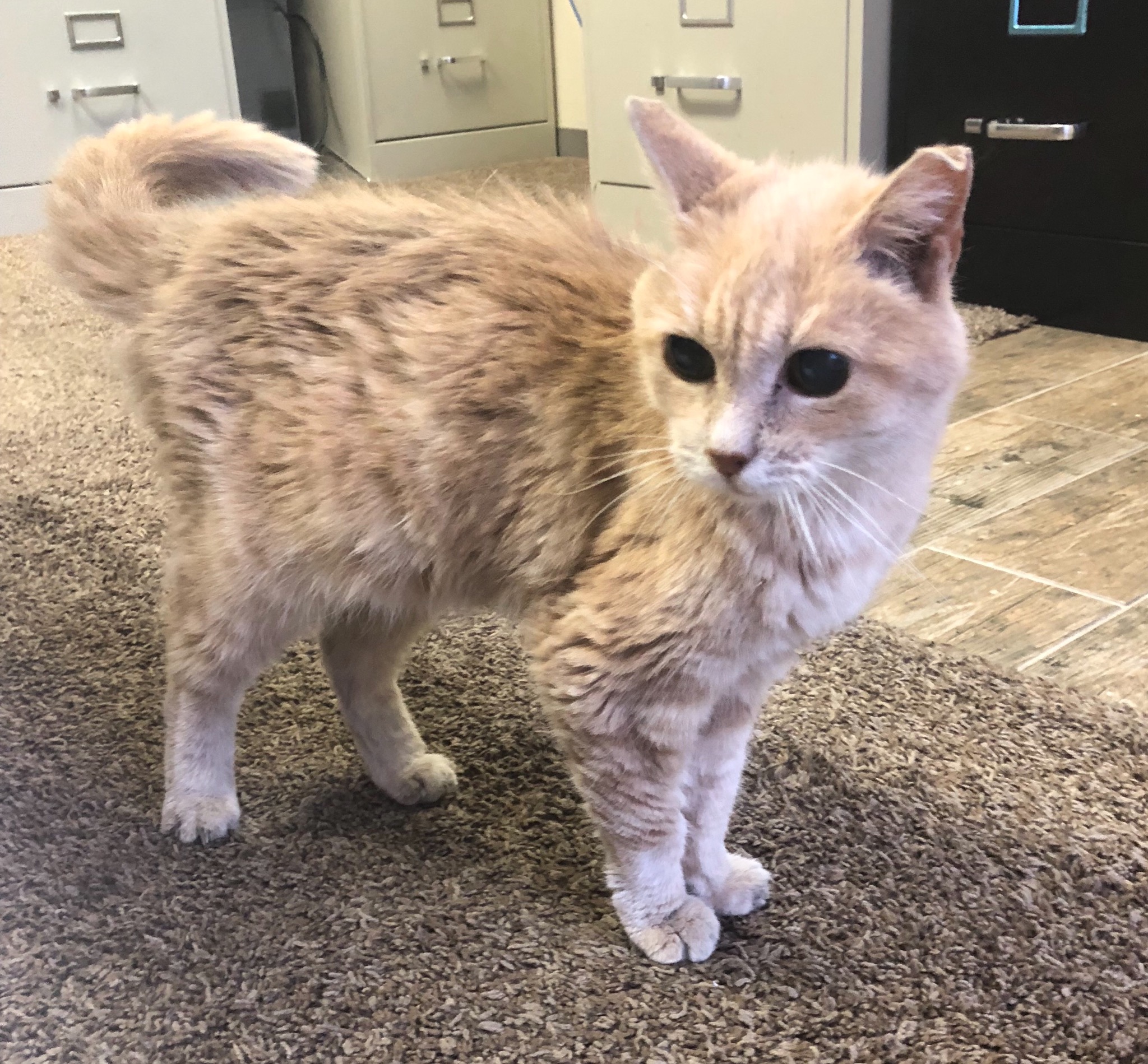 adoptable Cat in Modesto,CA named TAFFY