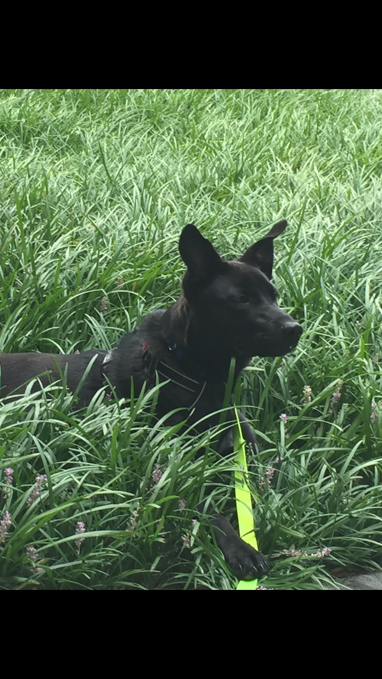 adoptable Dog in Atlanta,GA named Walter