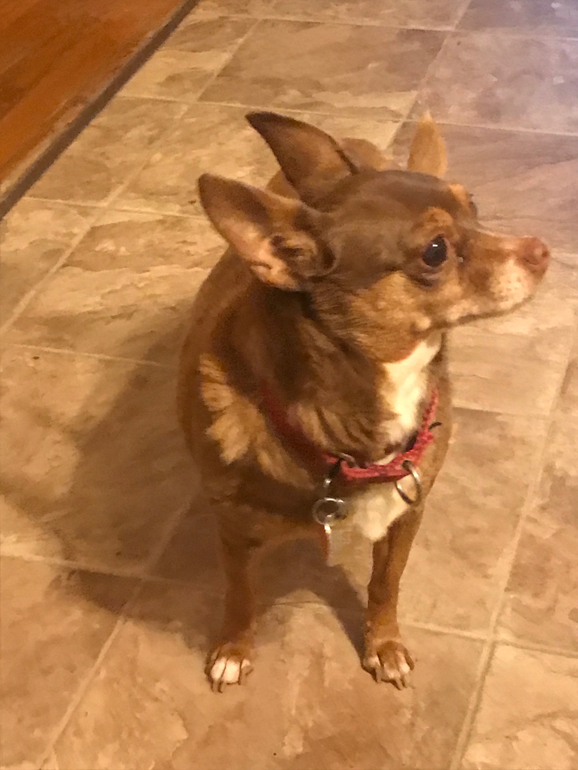 adoptable Dog in Mechanicsburg,PA named Bitsy