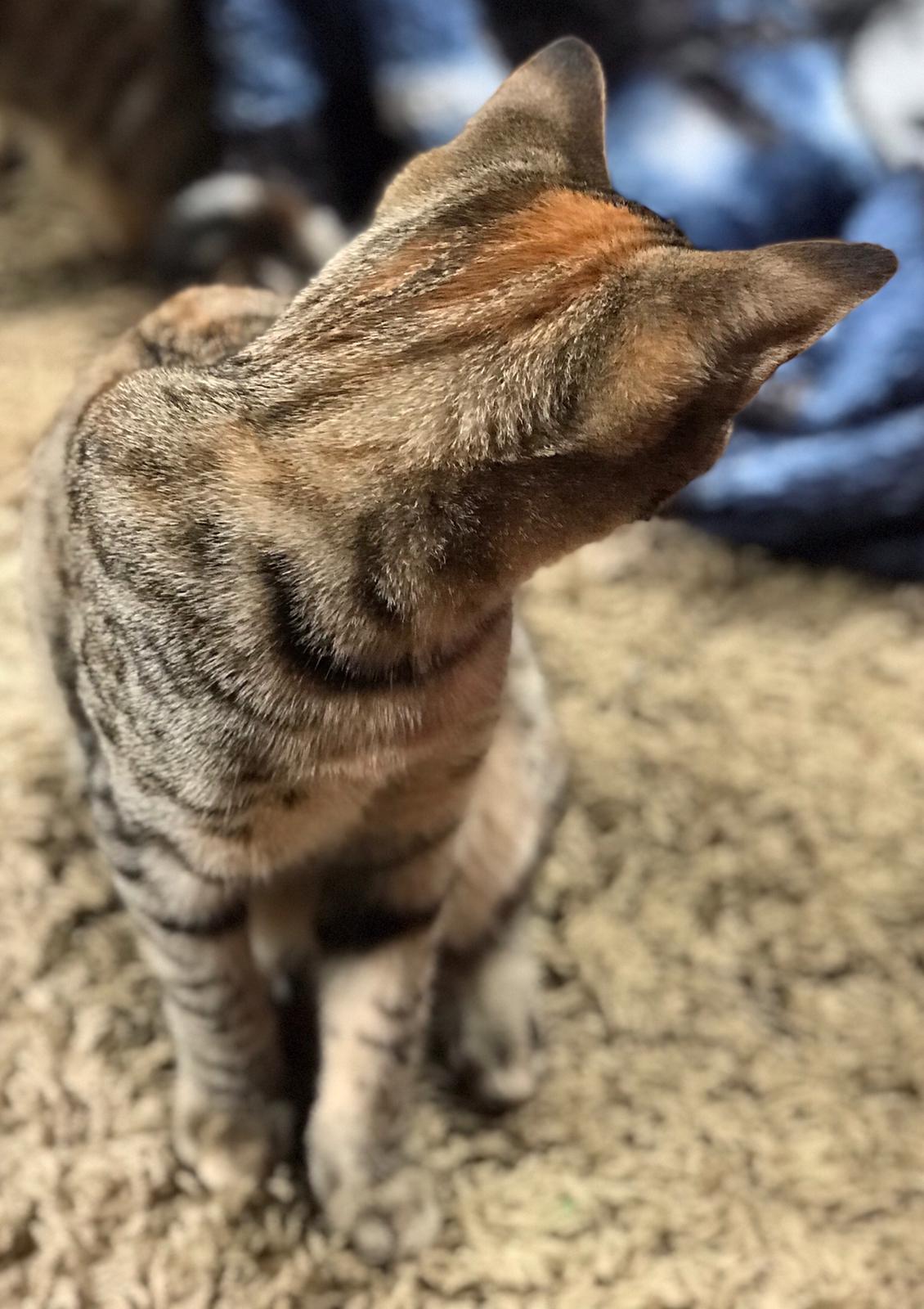 adoptable Cat in Vista,CA named Lola