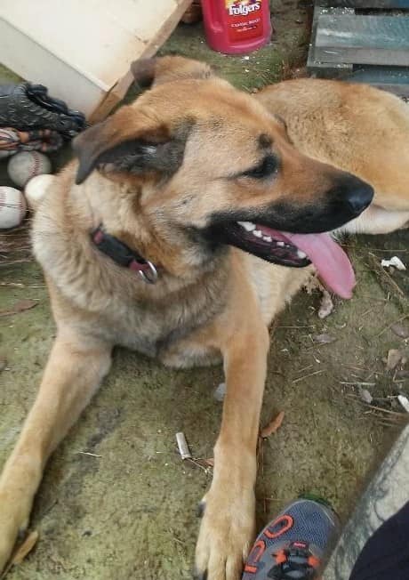 adoptable Dog in Buna,TX named Hallie