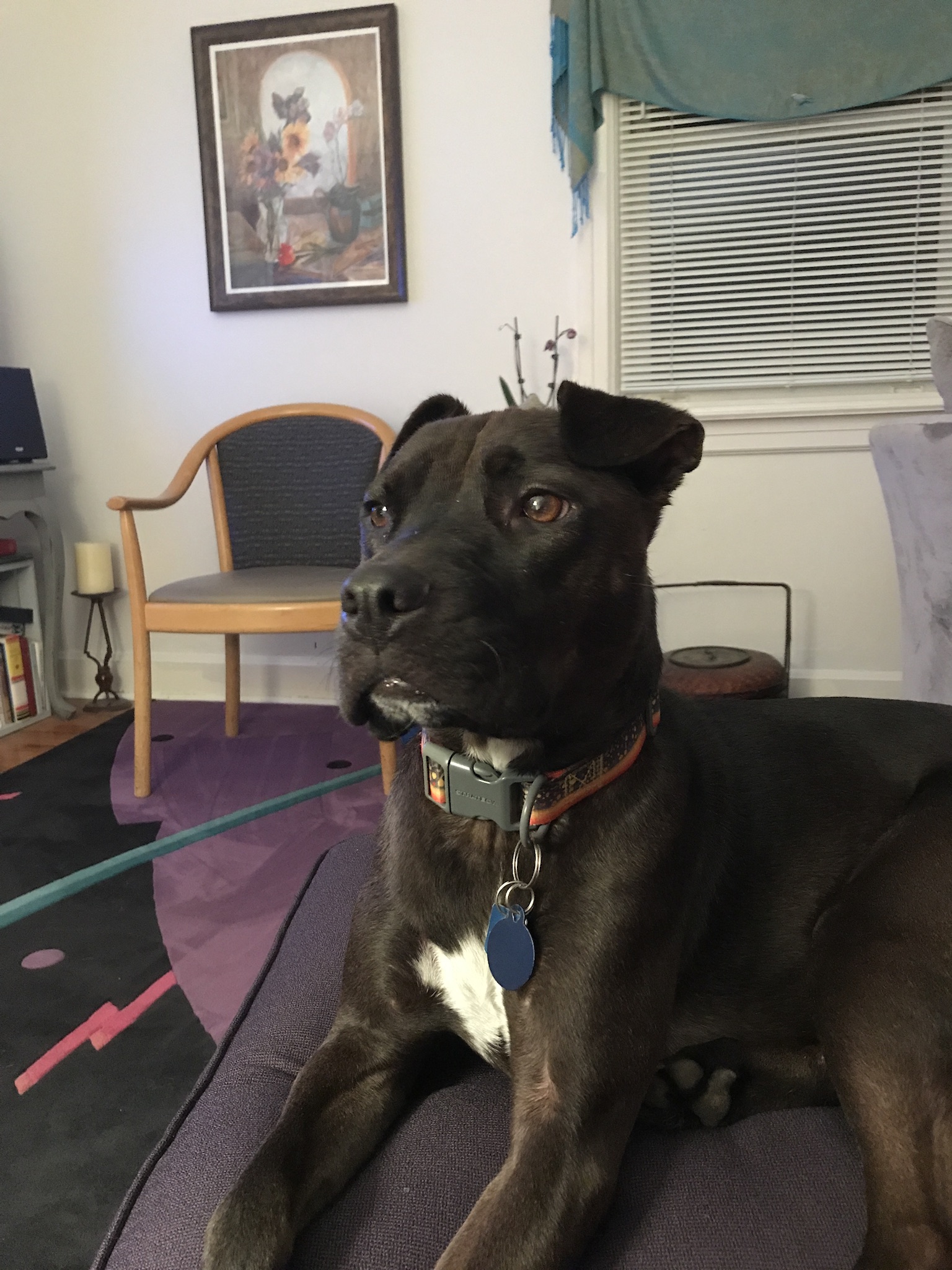 adoptable Dog in Louisville,KY named Aesop
