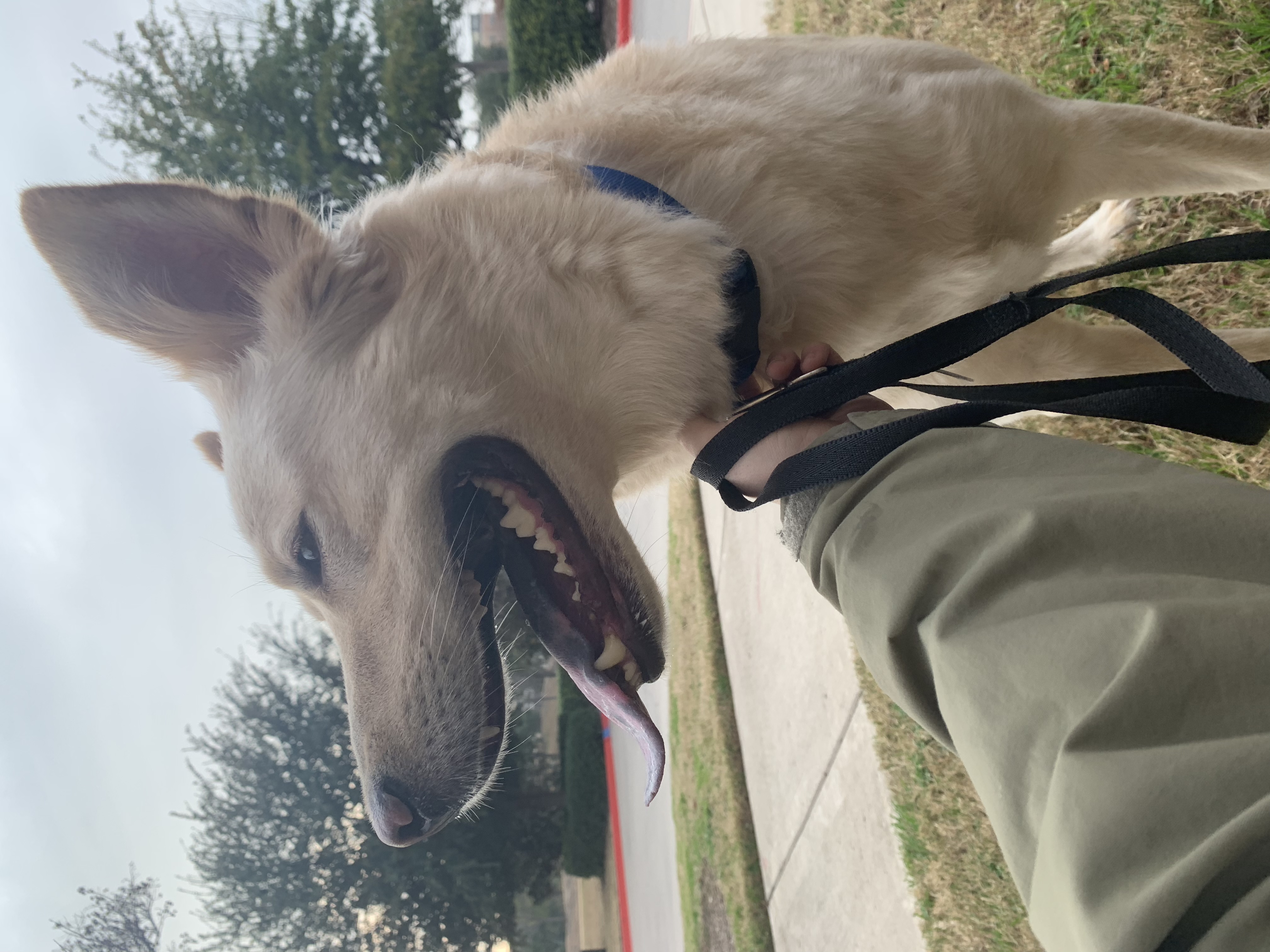 adoptable Dog in Frisco,TX named Bentley 