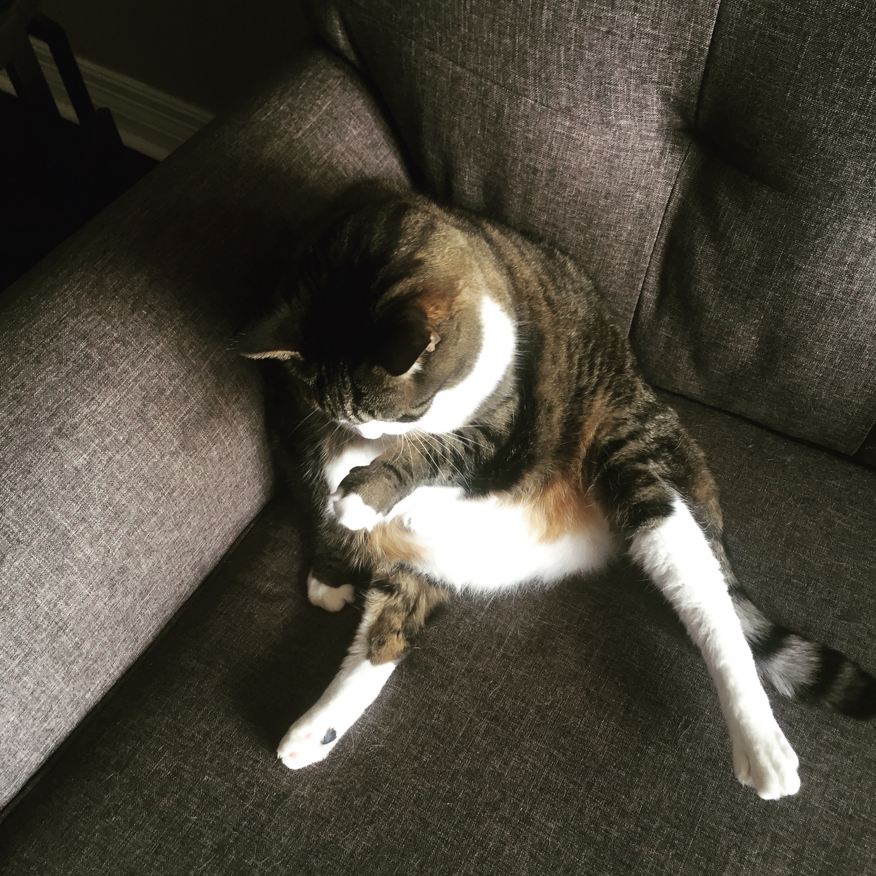adoptable Cat in Omaha,NE named Olive