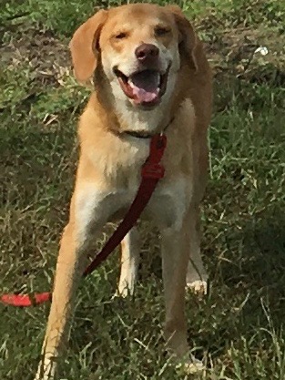 adoptable Dog in Havelock,NC named Simon