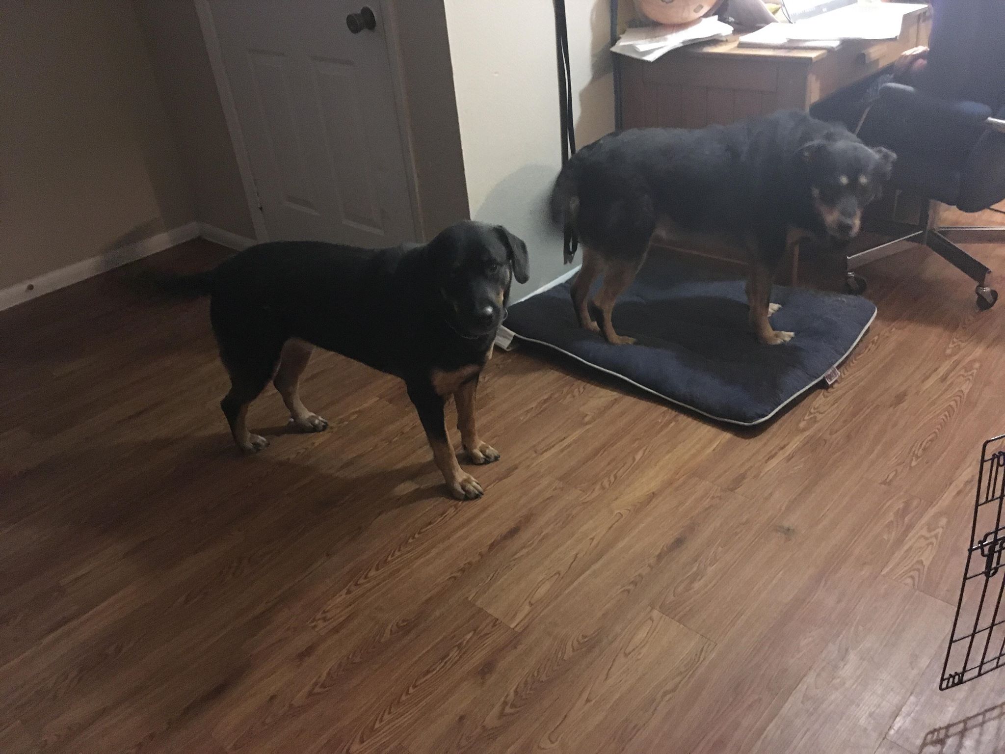 adoptable Dog in Waco,TX named Achilles