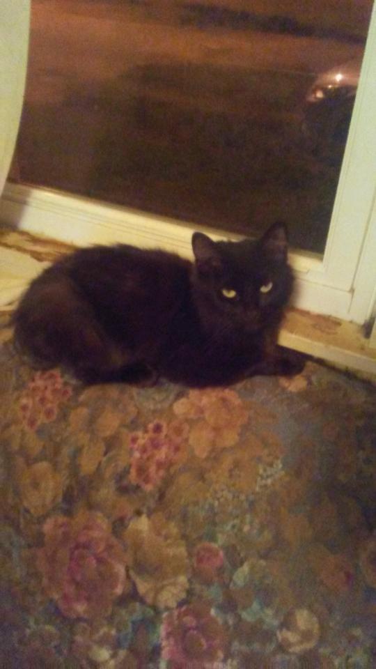 adoptable Cat in Snellville,GA named Doom aka Mr Kitty