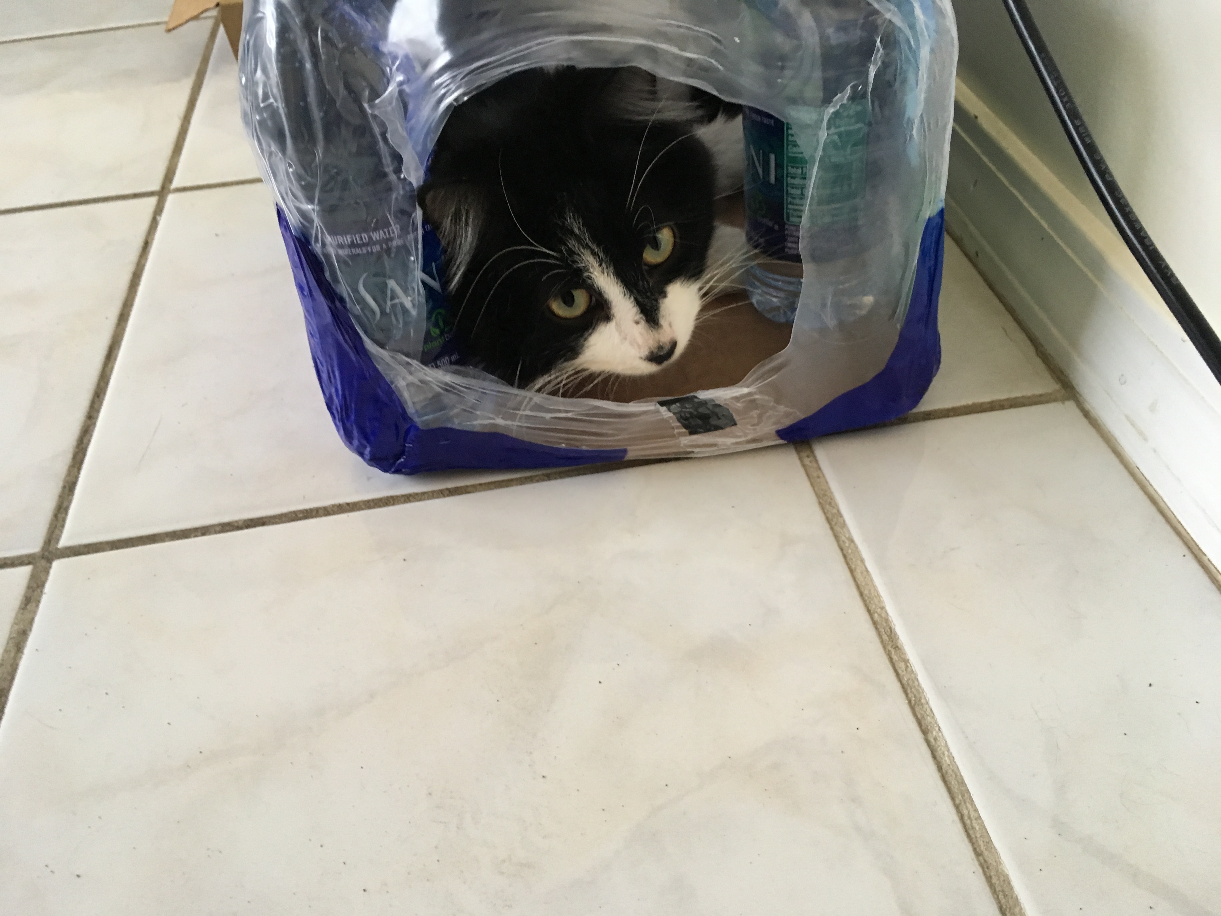 adoptable Cat in Ellabell,GA named Tuxedo “Tux”