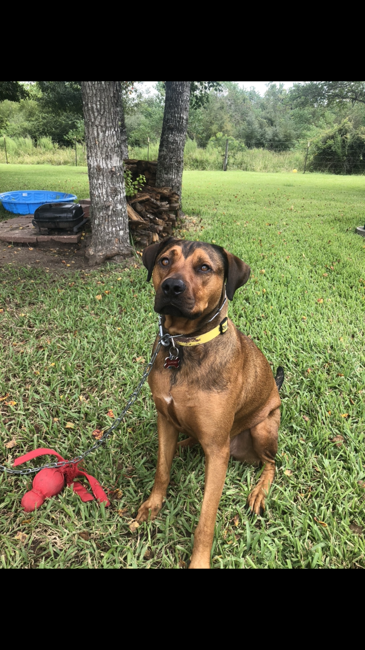 adoptable Dog in Sugar Land,TX named Clifford 