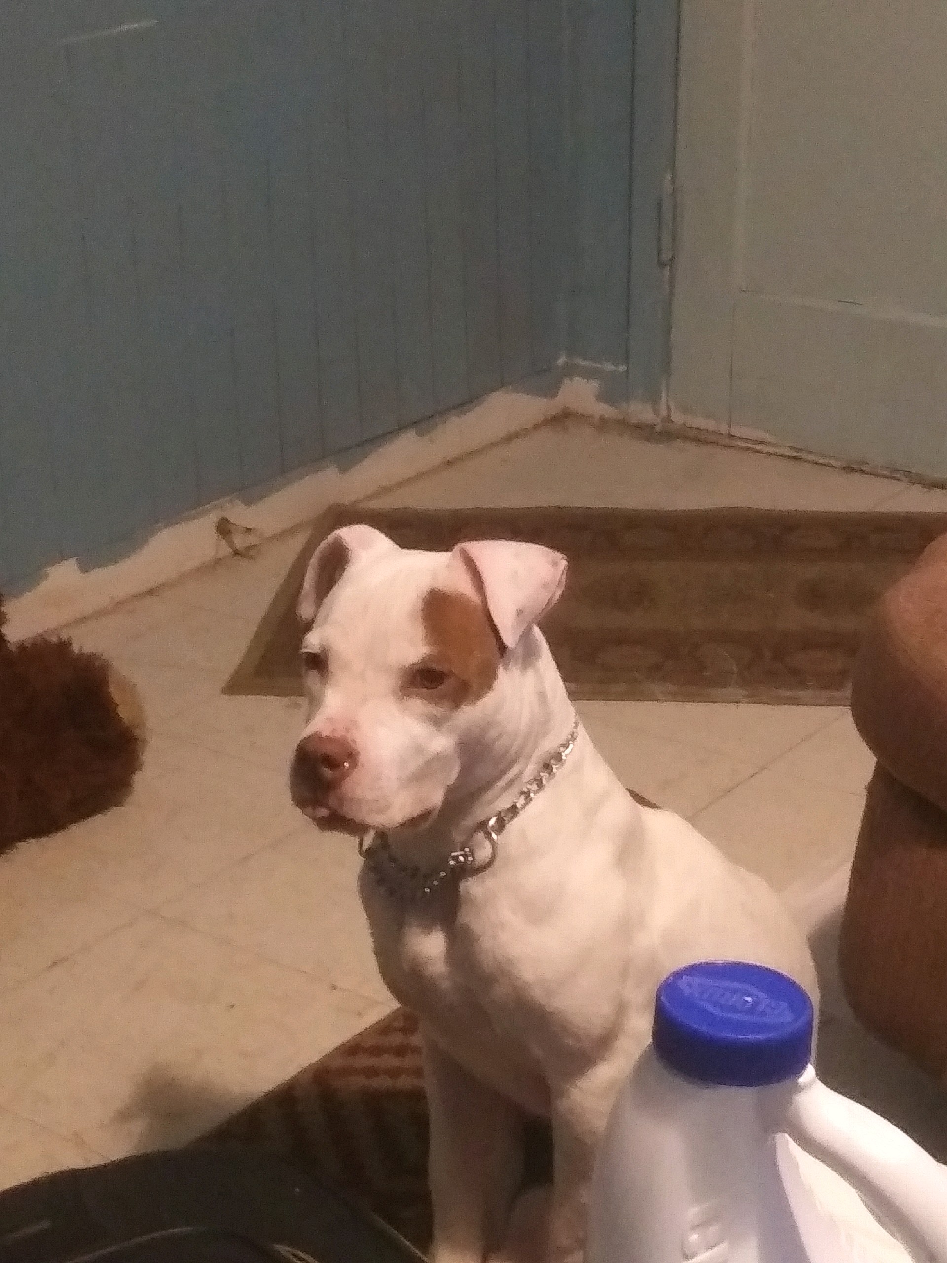 adoptable Dog in Gatesville,TX named Babby girl & stella