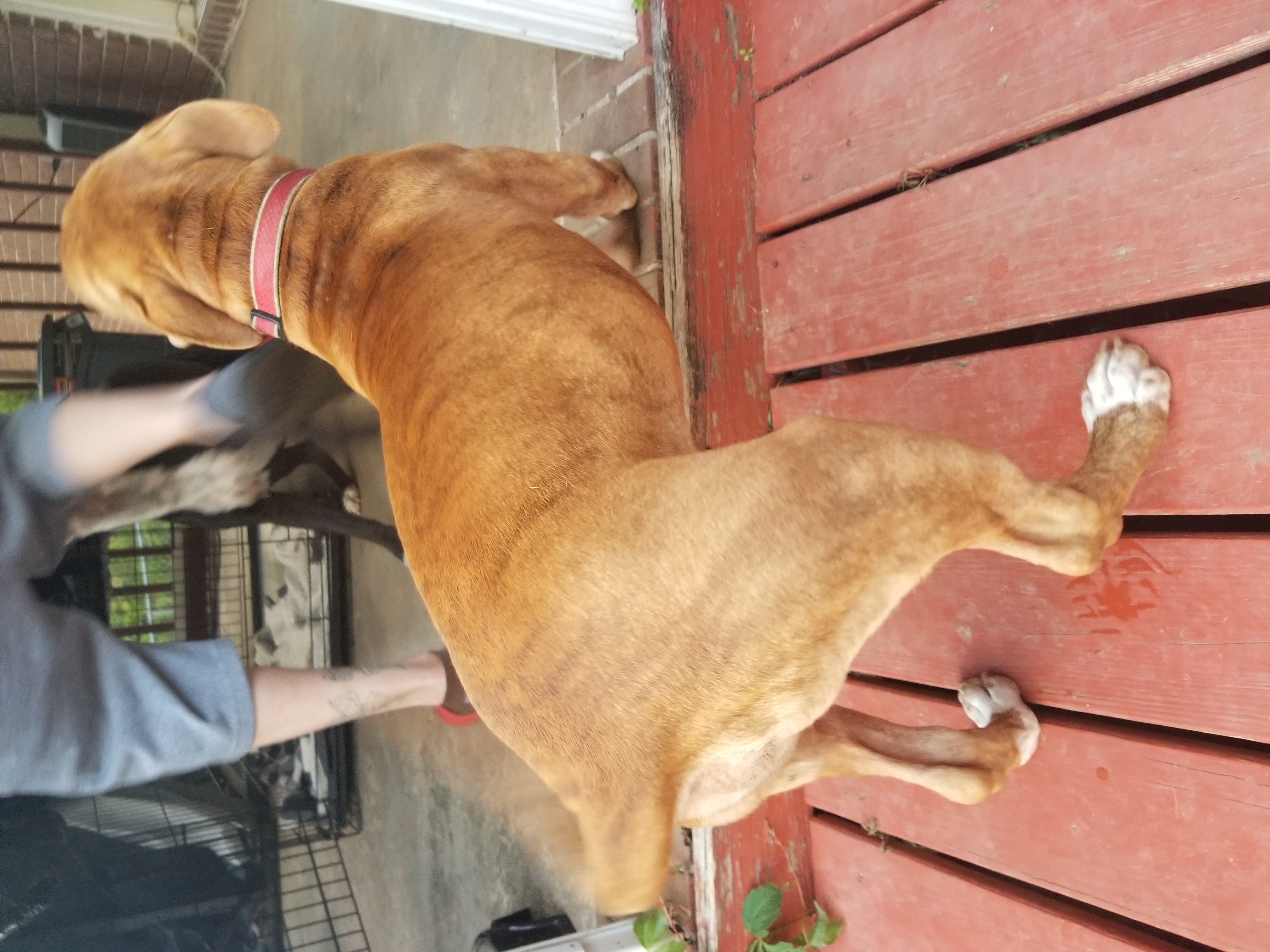 adoptable Dog in Macon,GA named champ