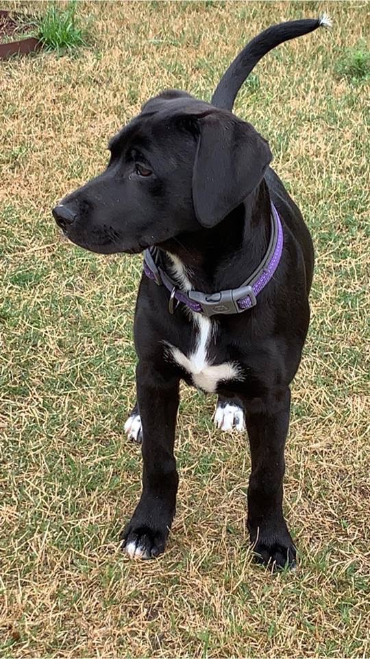 adoptable Dog in Rockwall,TX named Hailey