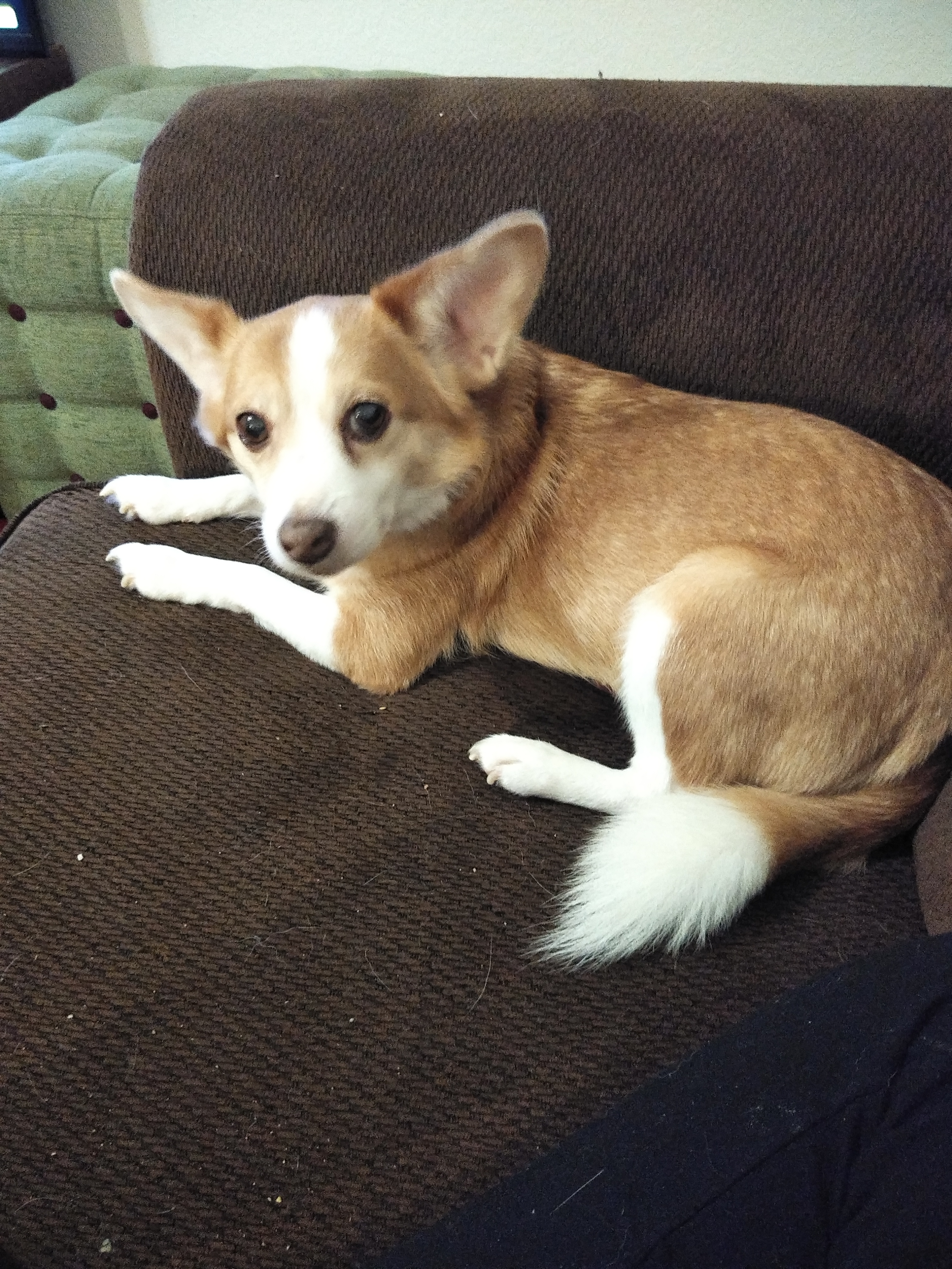 adoptable Dog in Jacksonville,NC named Sasha