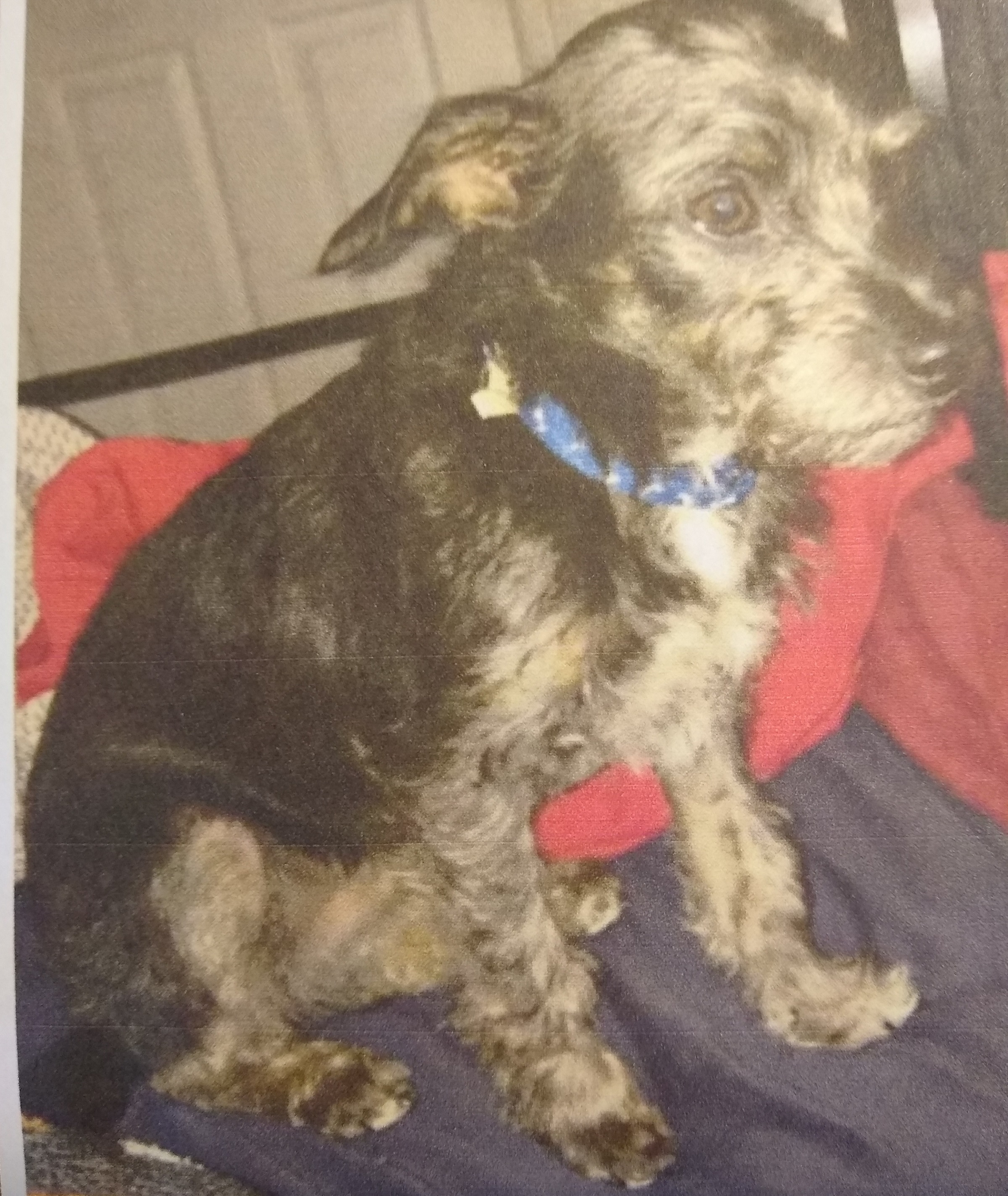 adoptable Dog in El Cajon,CA named Sox