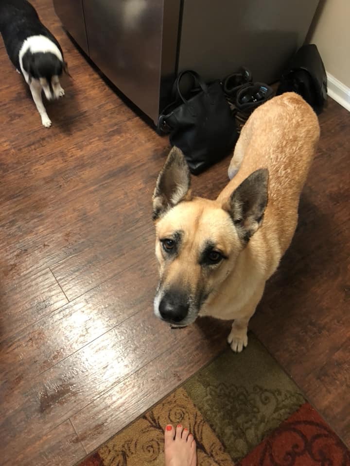 adoptable Dog in Augusta,GA named Maddie