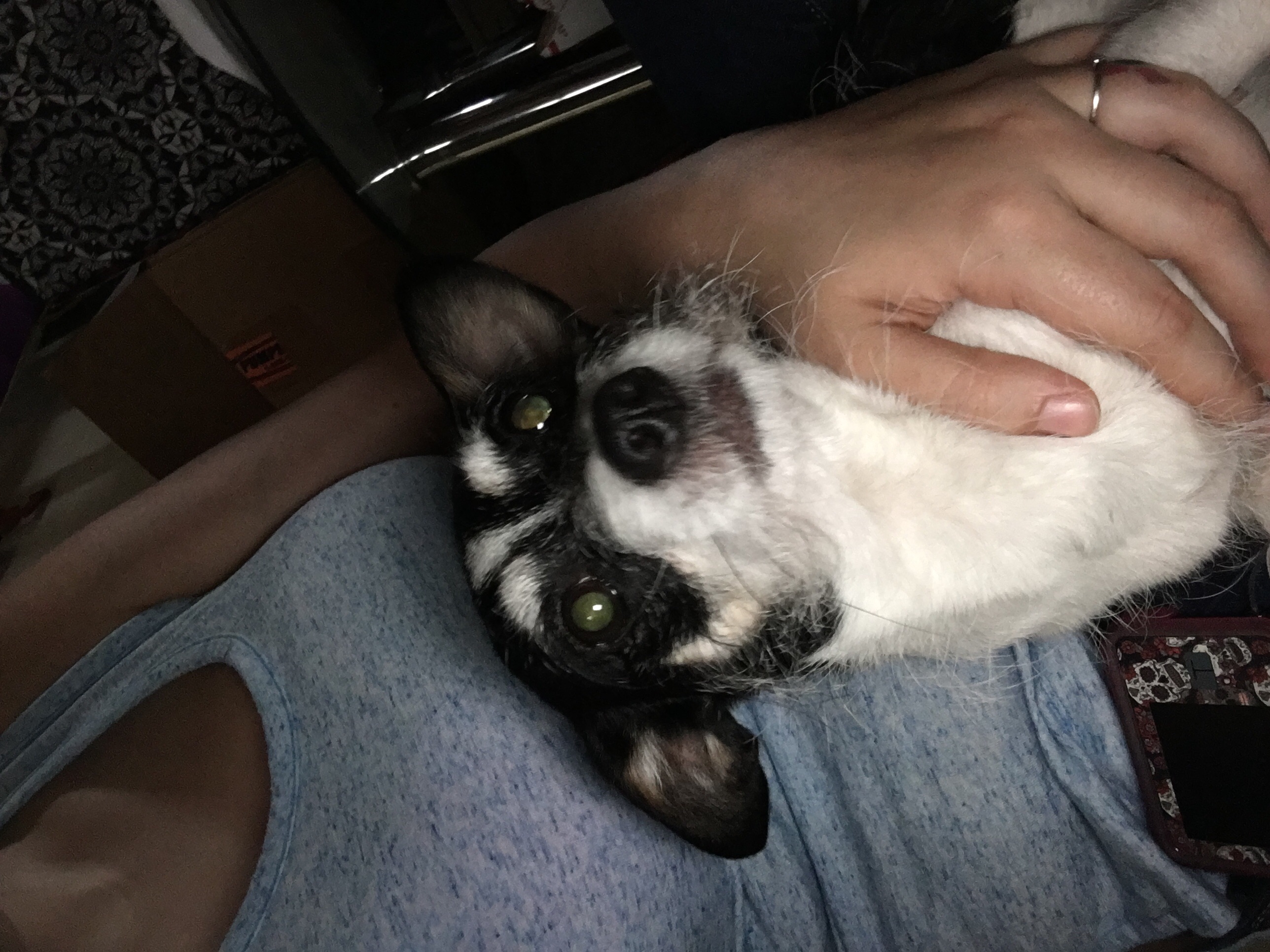 adoptable Dog in Cibolo,TX named Deisel