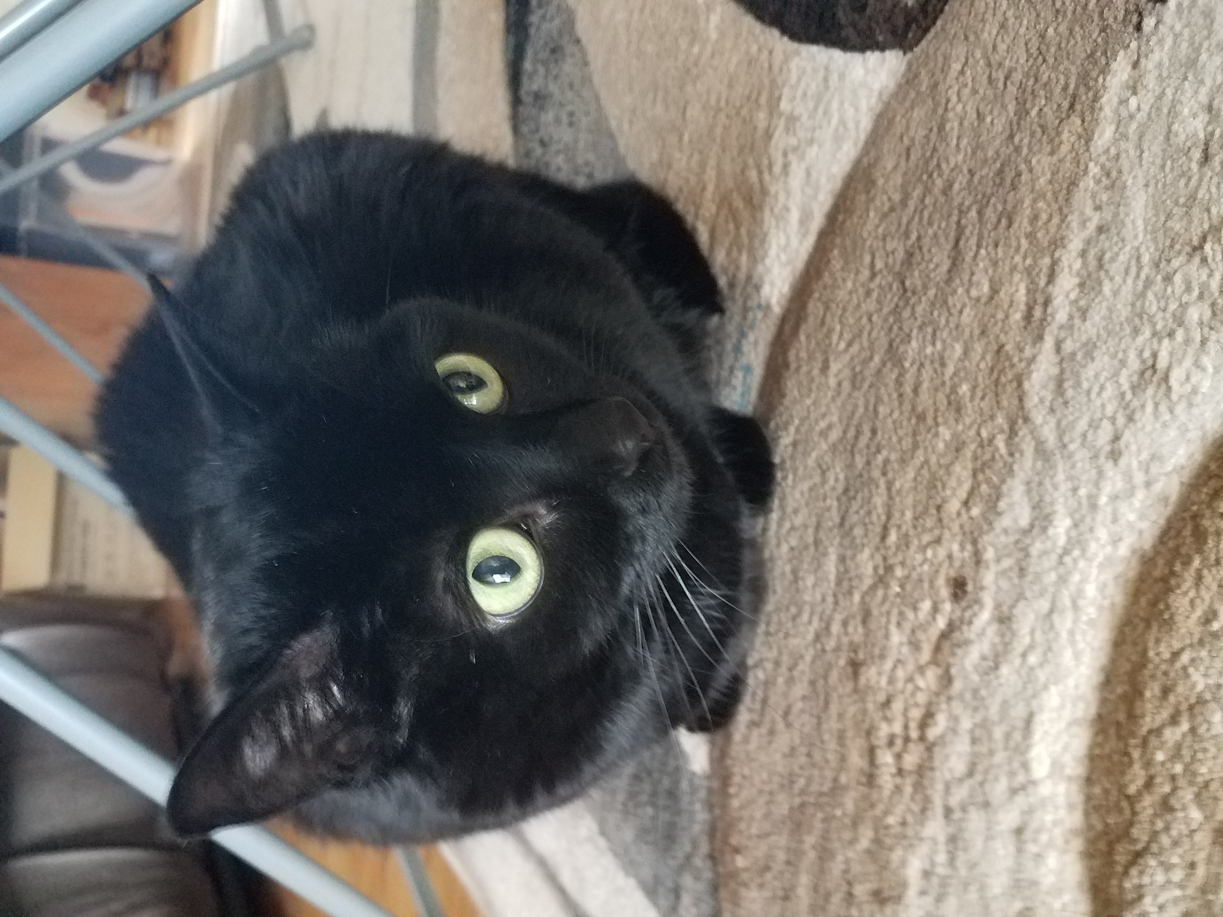 adoptable Cat in Fort Lupton,CO named Penny Sue