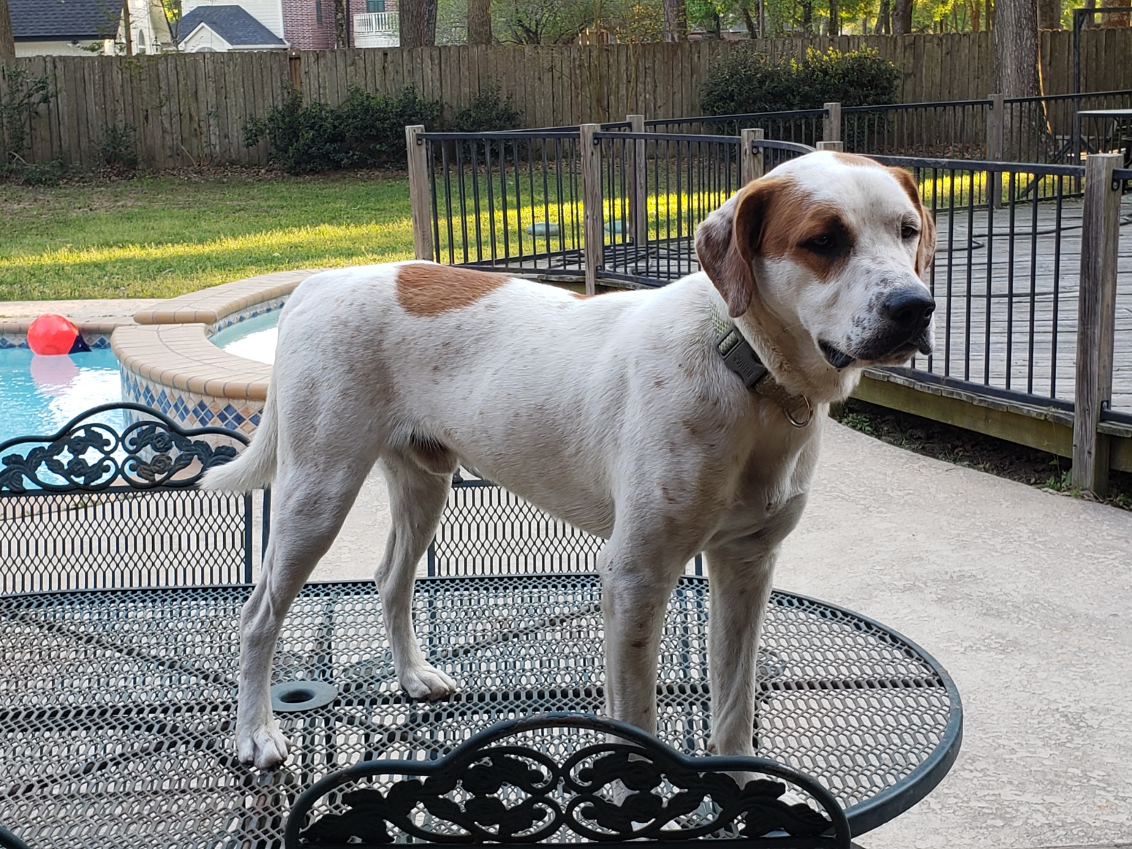 adoptable Dog in Magnolia,TX named Ryder