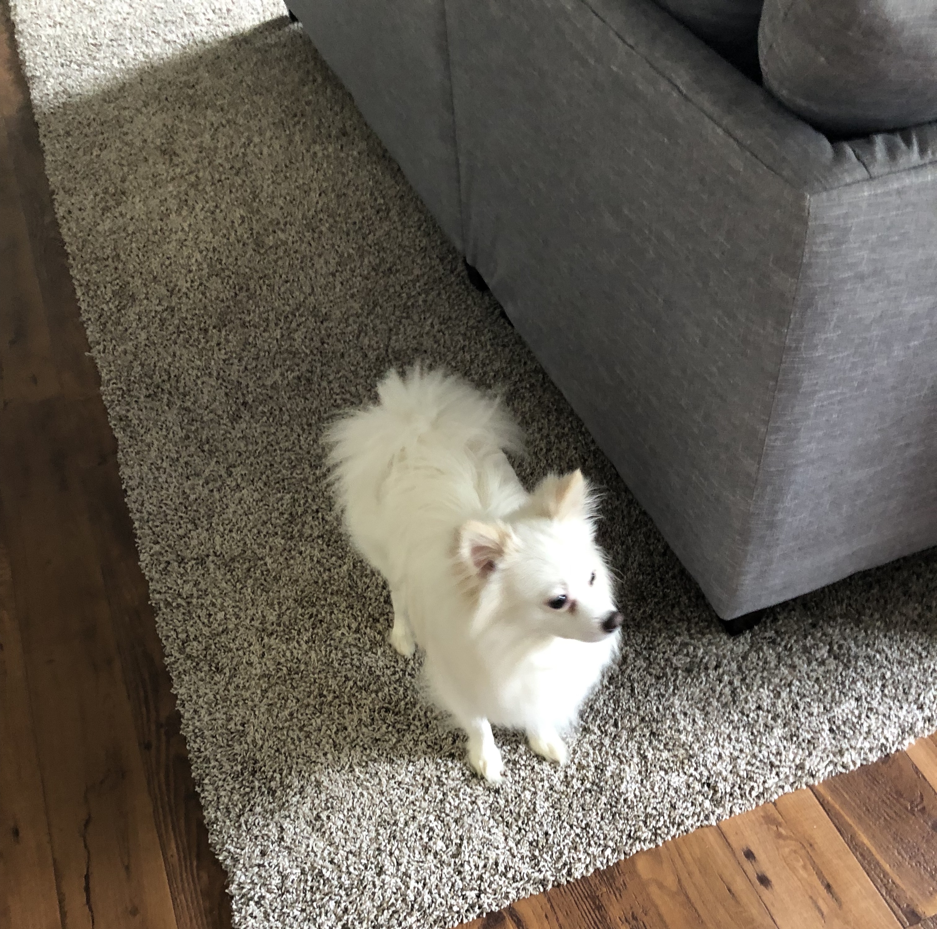 adoptable Dog in Duluth,GA named Bolt