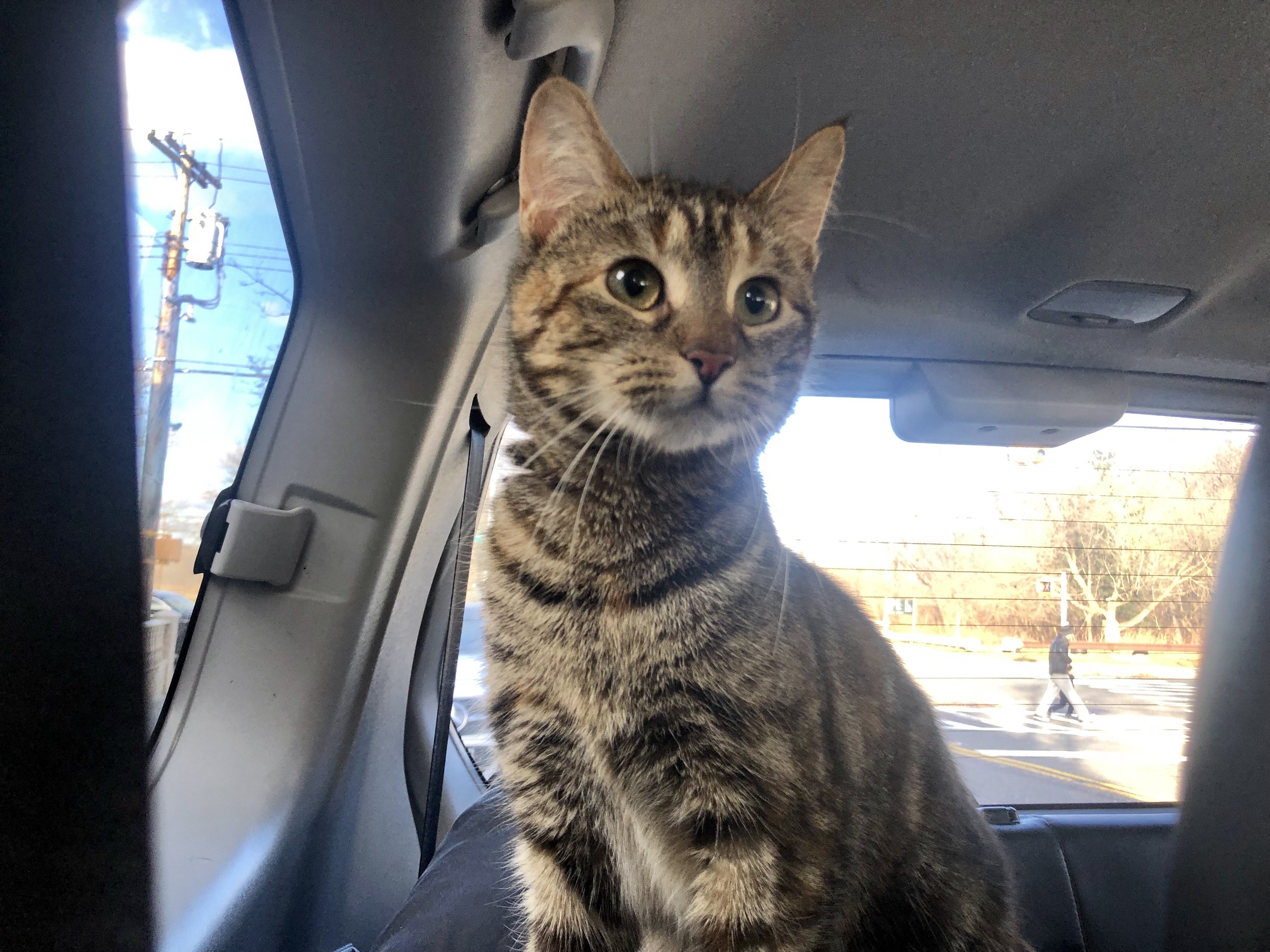 adoptable Cat in Fresh Meadows,NY named Gatita