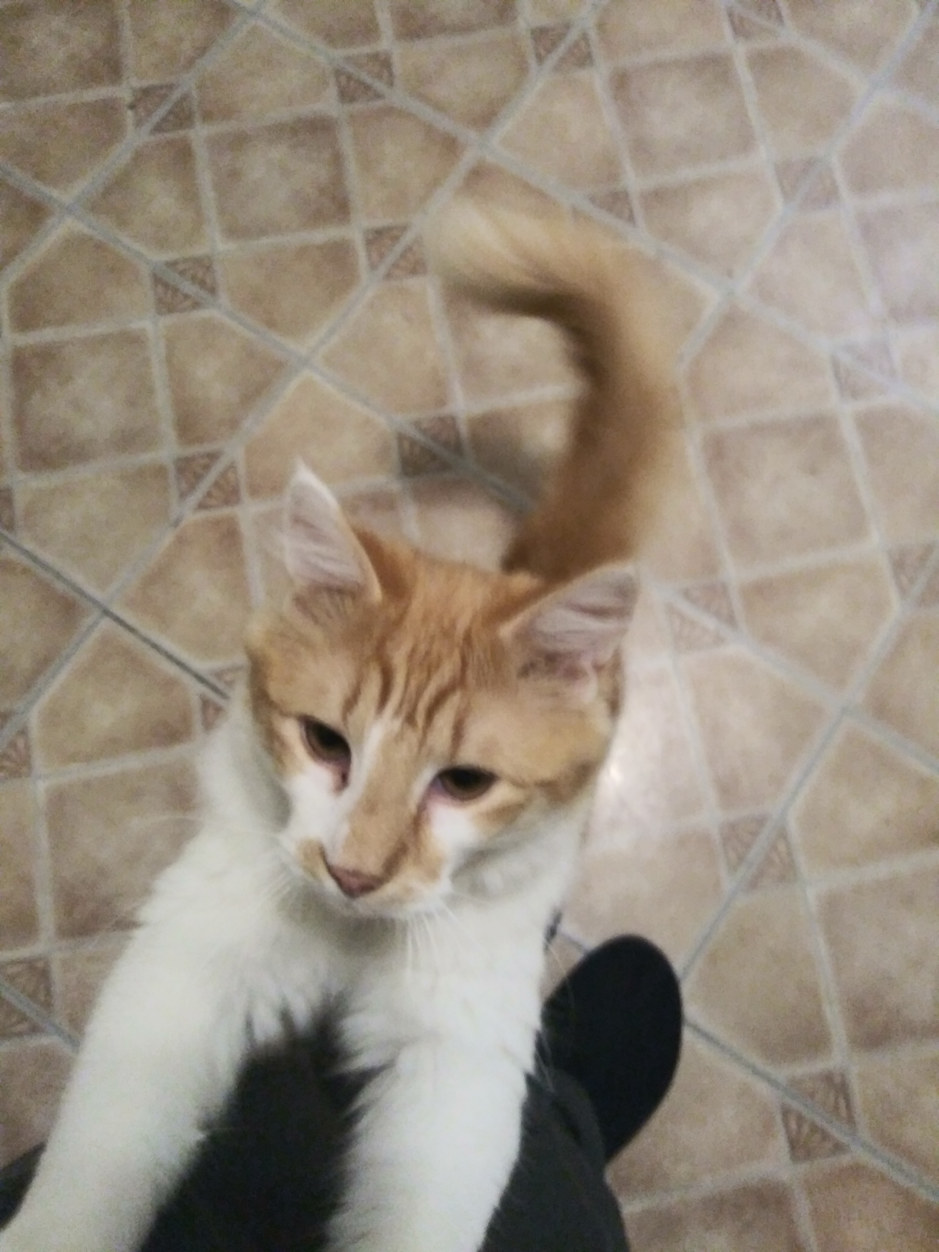 adoptable Cat in Murfreesboro,TN named ripley