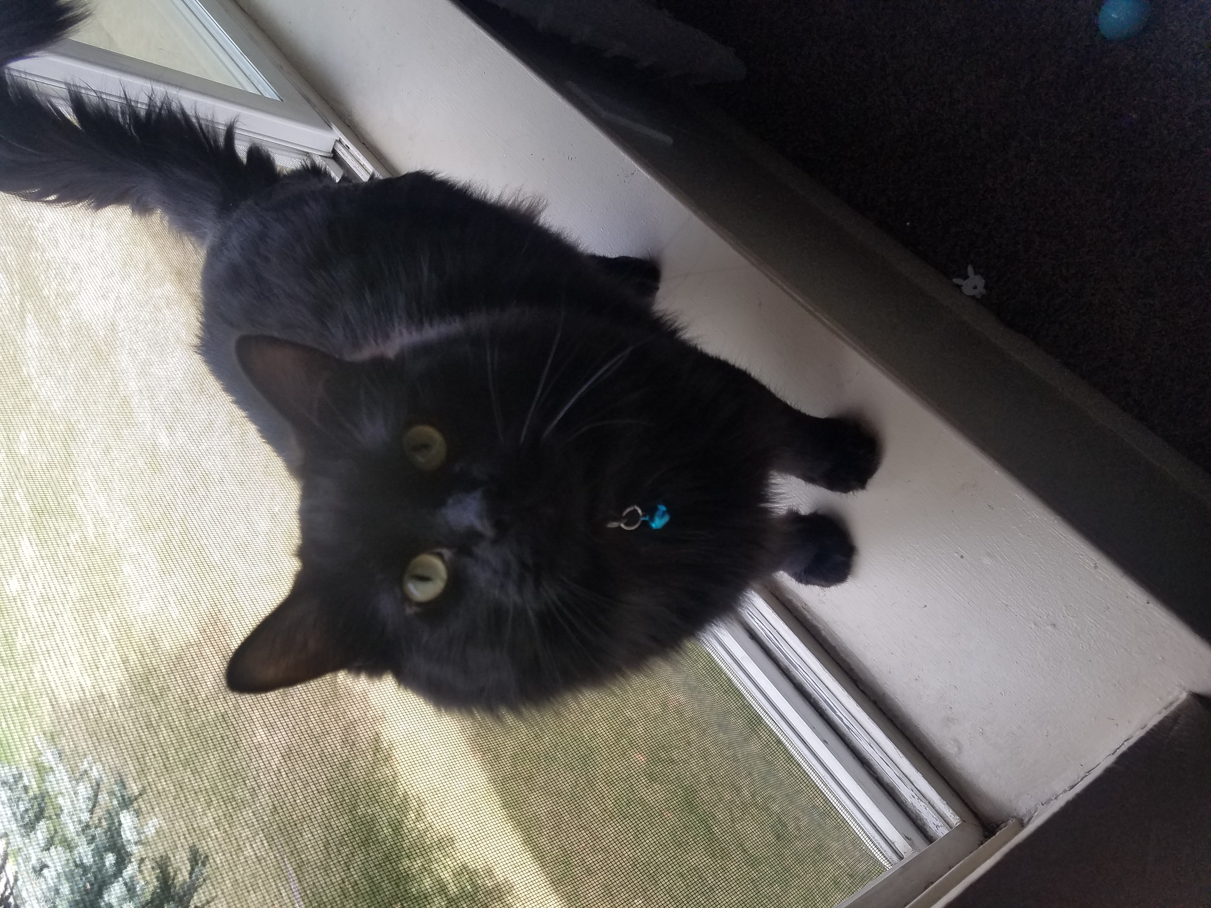 adoptable Cat in Billings,MT named Merlin
