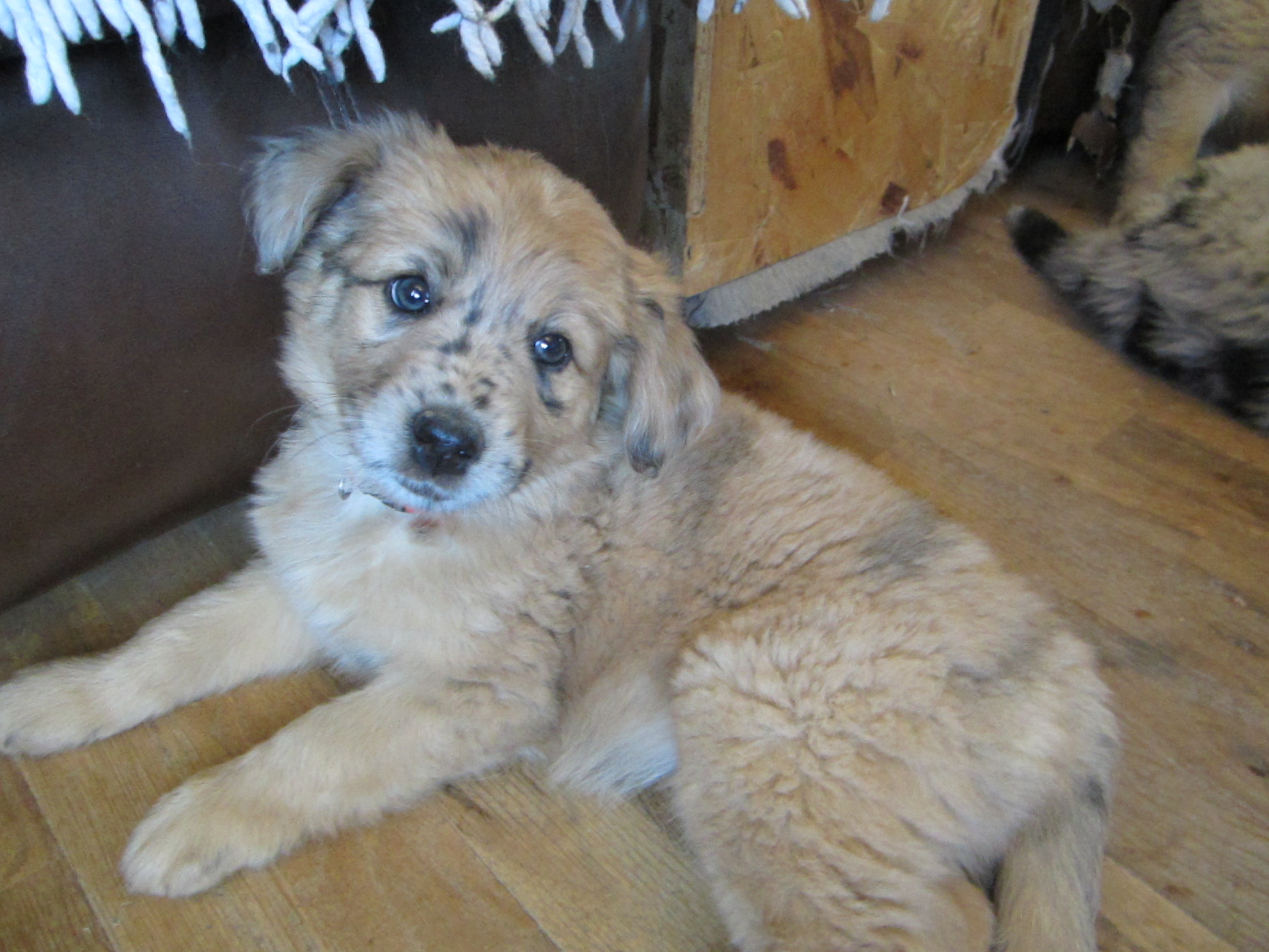 australian shepherd red heeler mix