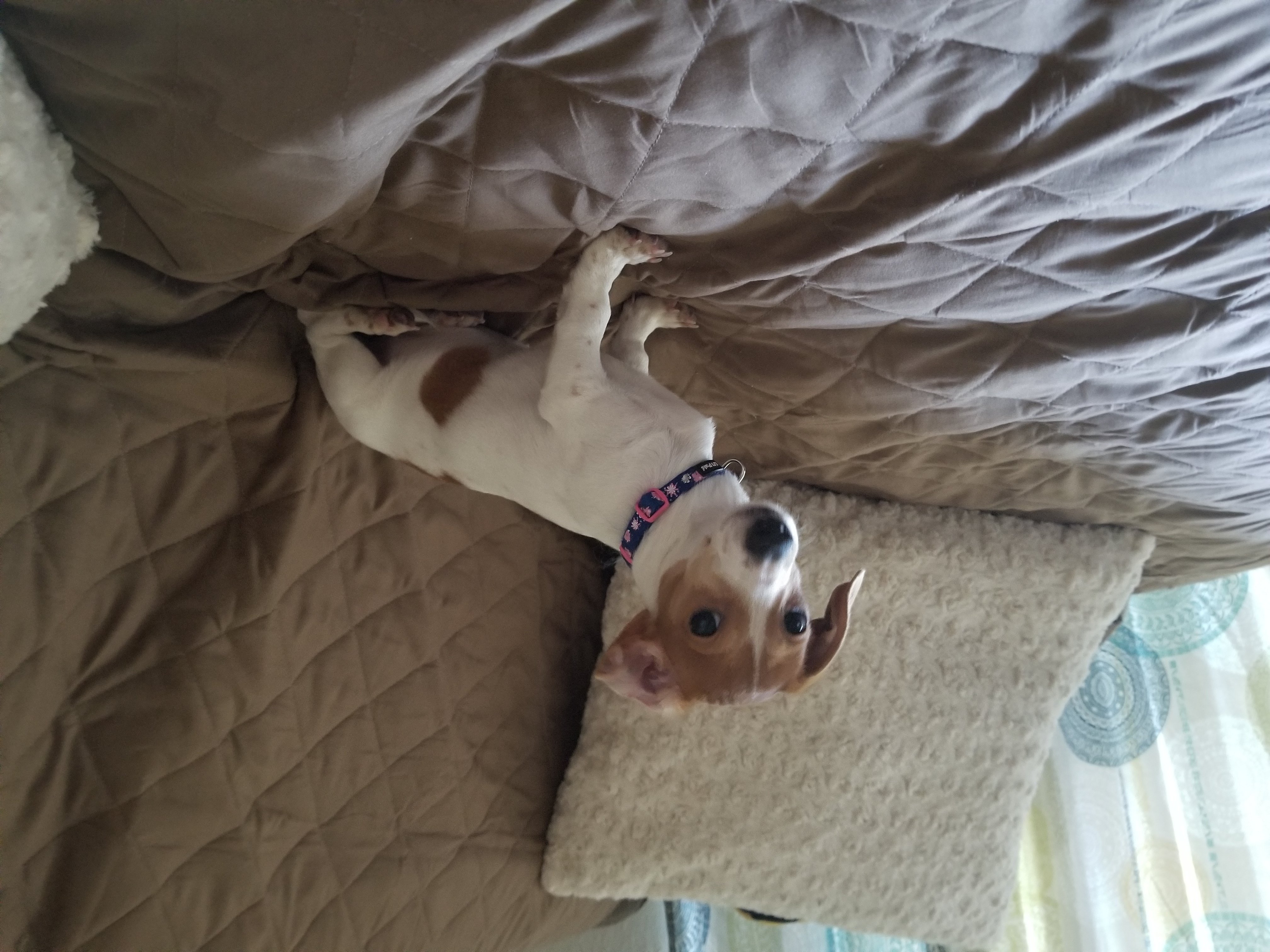 adoptable Dog in Dallas,TX named Zoey
