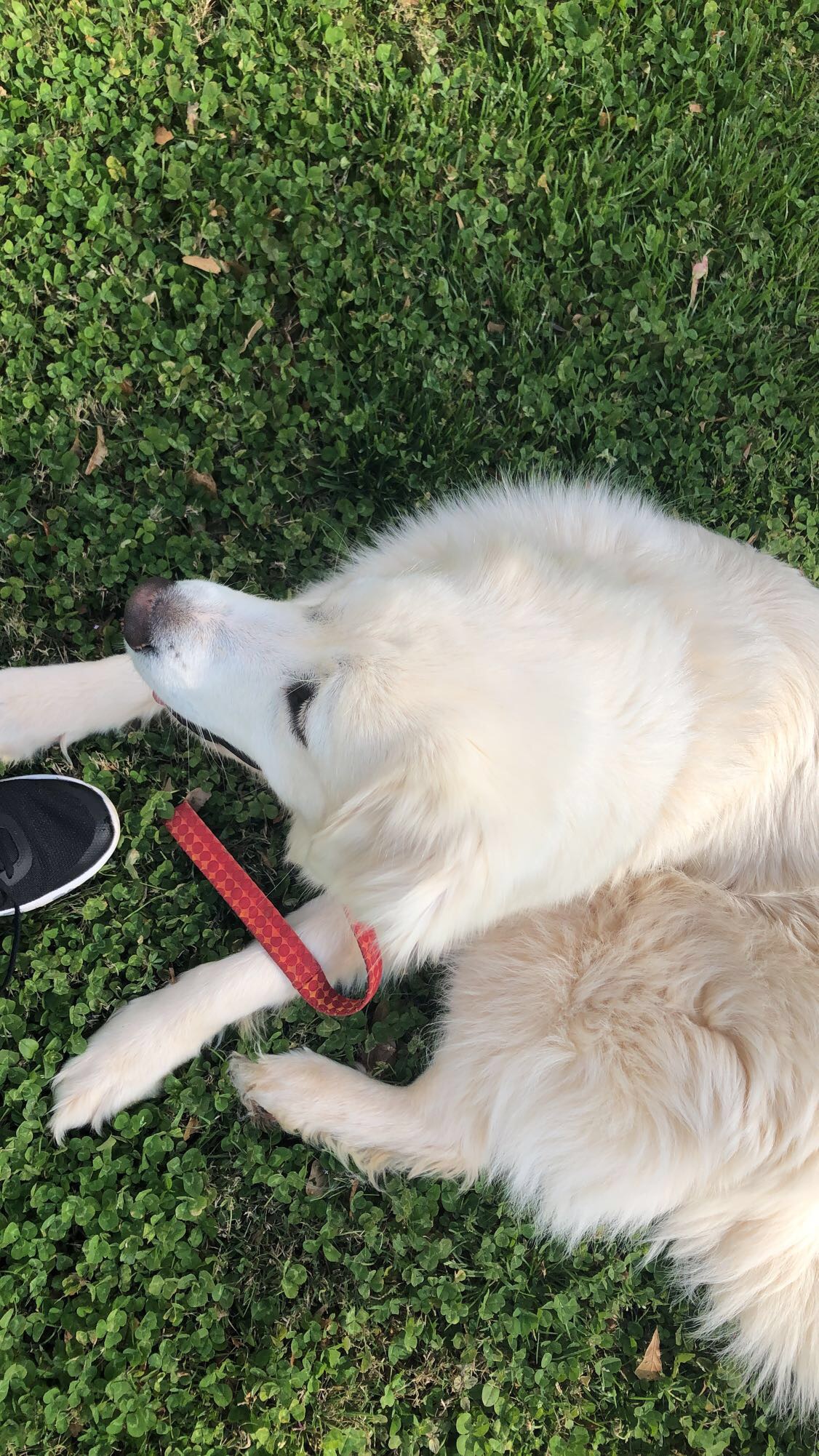 adoptable Dog in Carrollton,GA named Luna