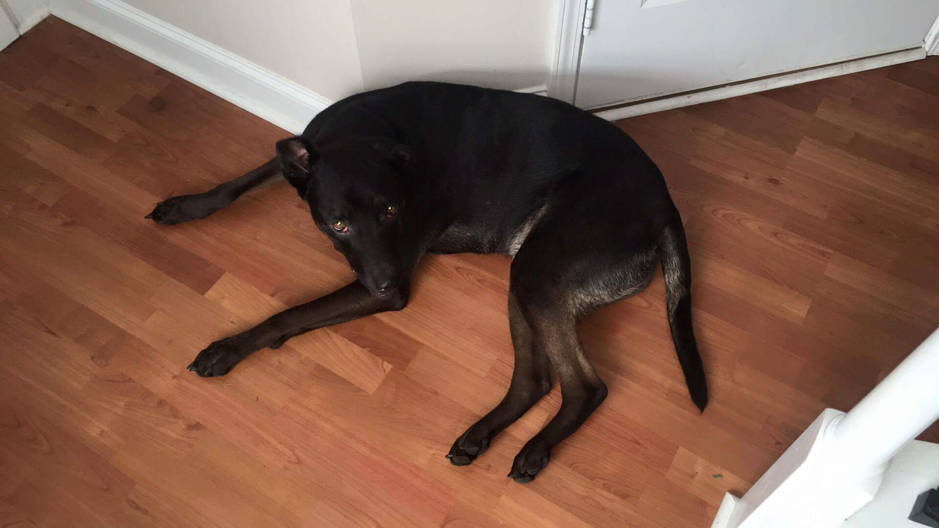 adoptable Dog in Savannah,GA named Max 