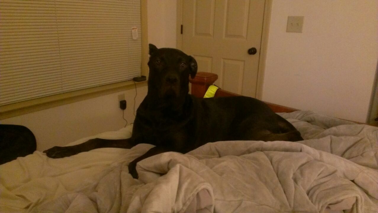 adoptable Dog in Savannah,GA named Maximus