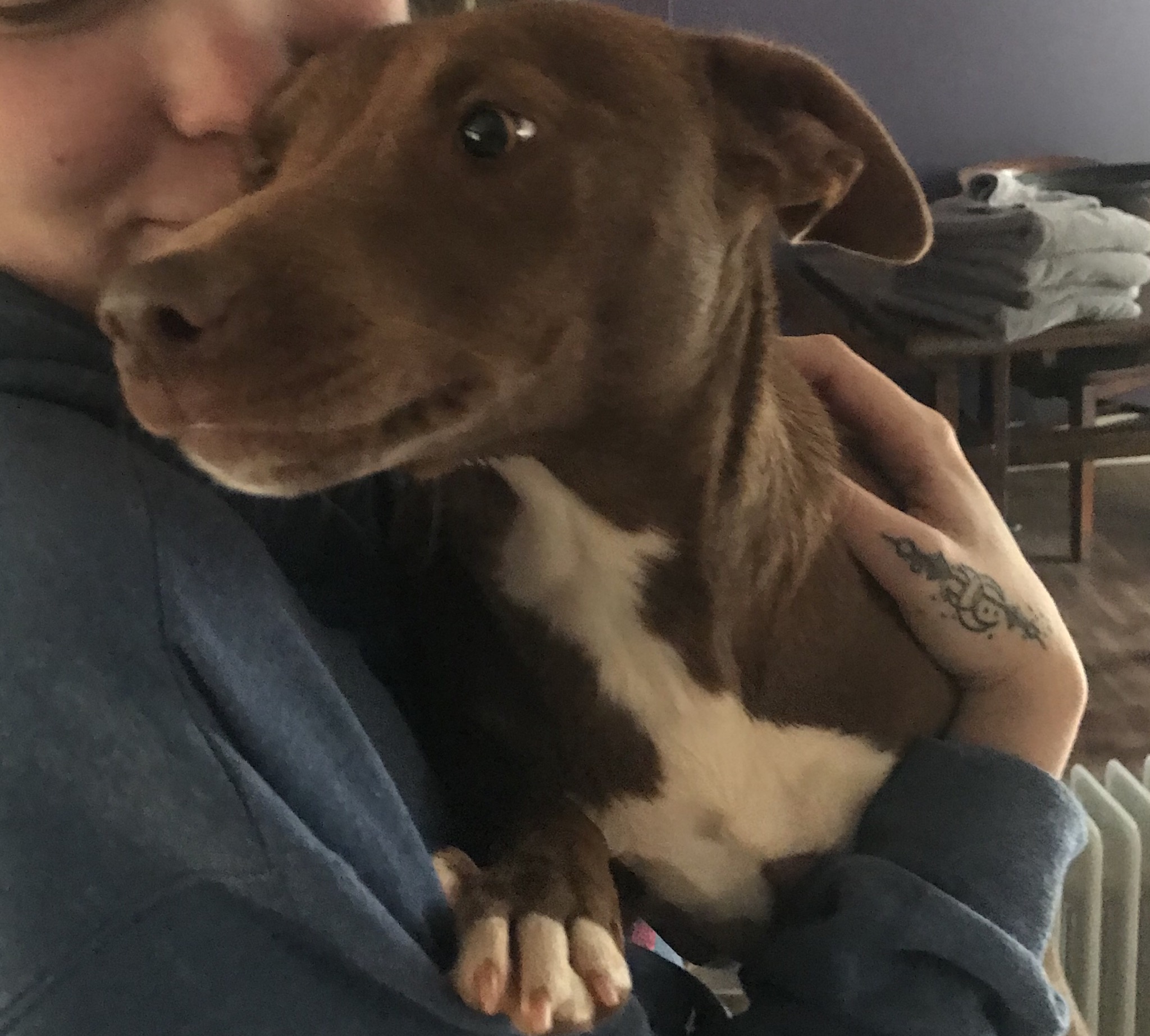 adoptable Dog in Winston,GA named Georgia 
