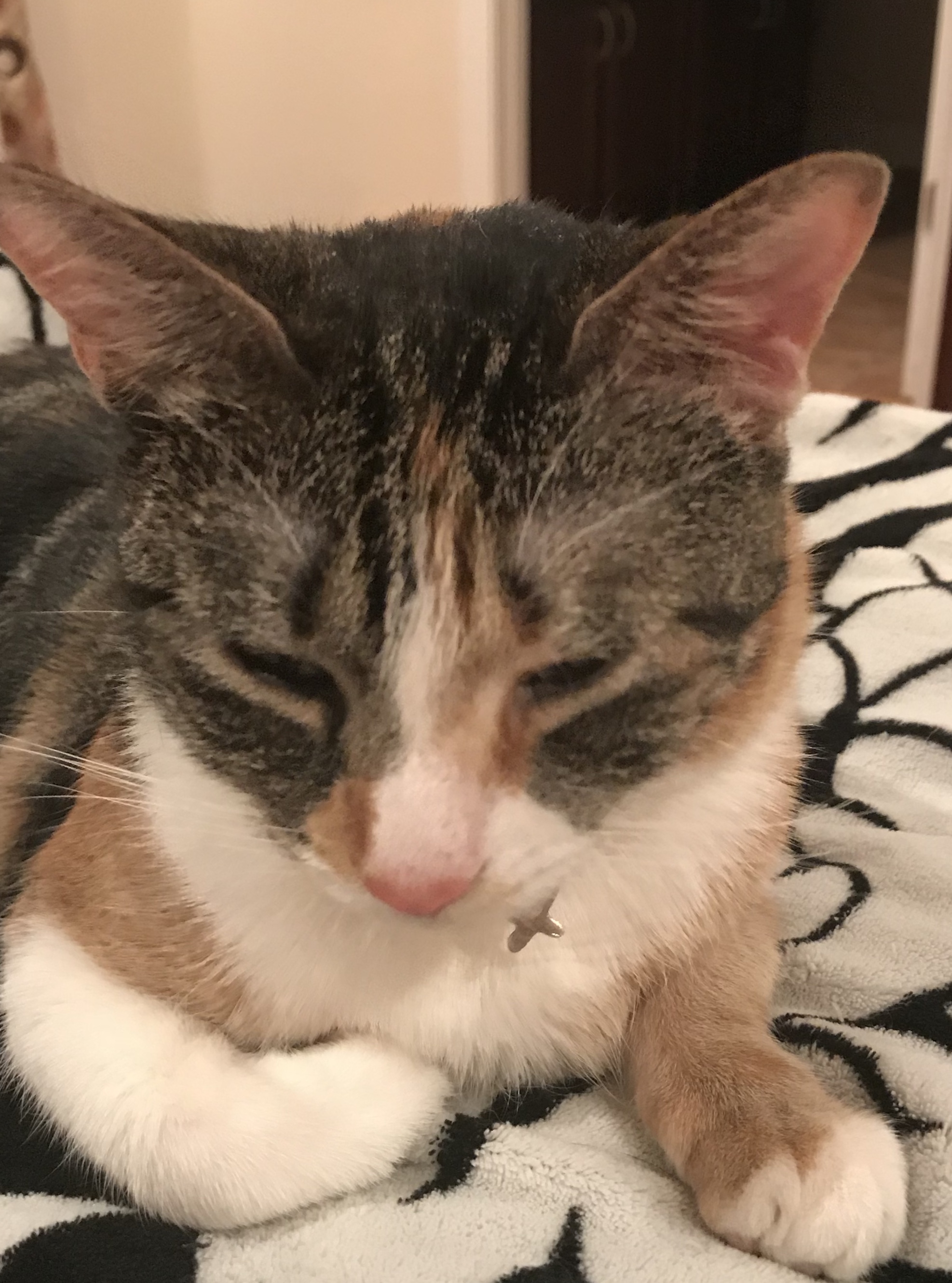 adoptable Cat in Jonesborough,TN named Kitty Purry