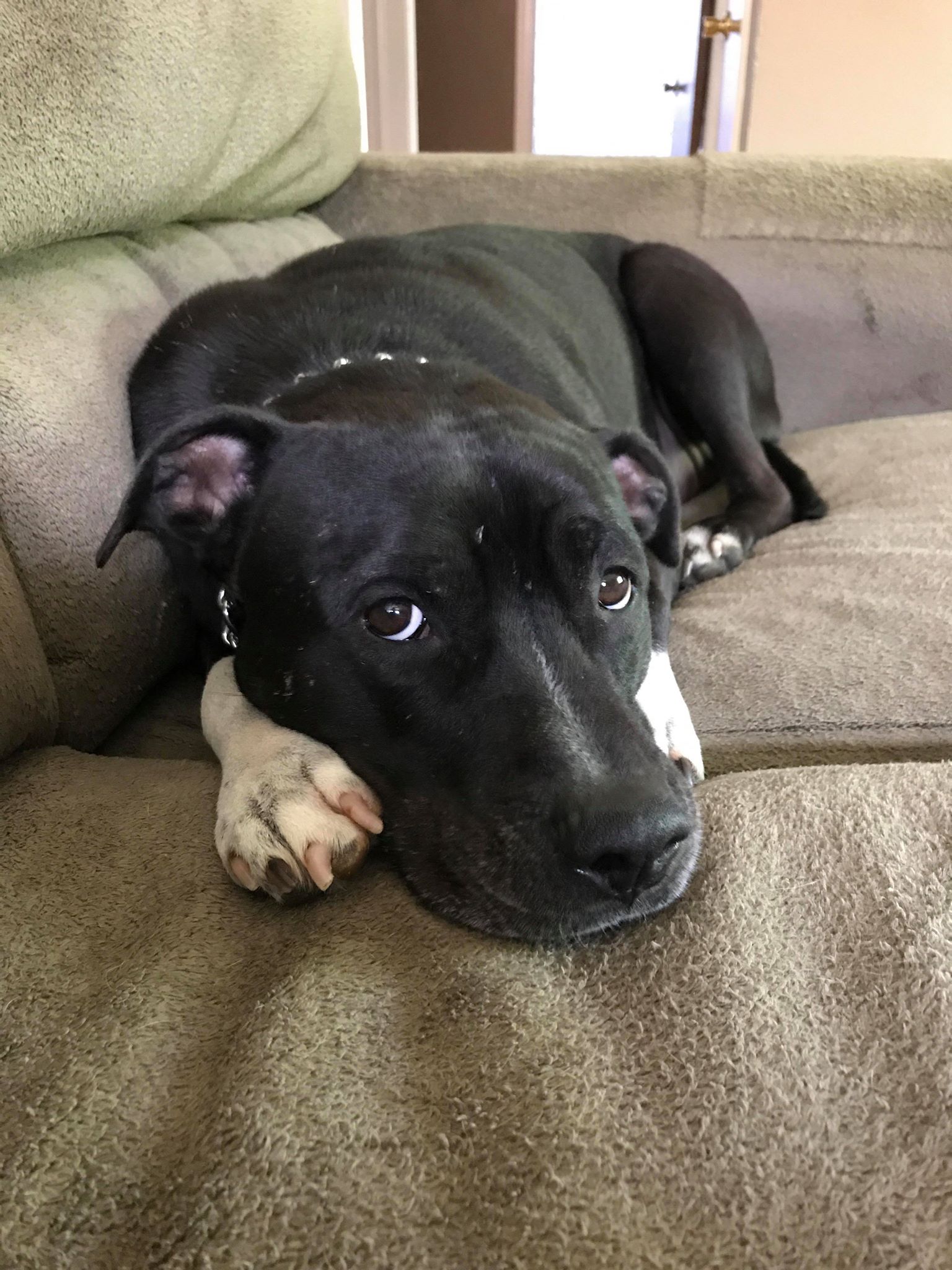 adoptable Dog in Dearborn Heights,MI named Diesel