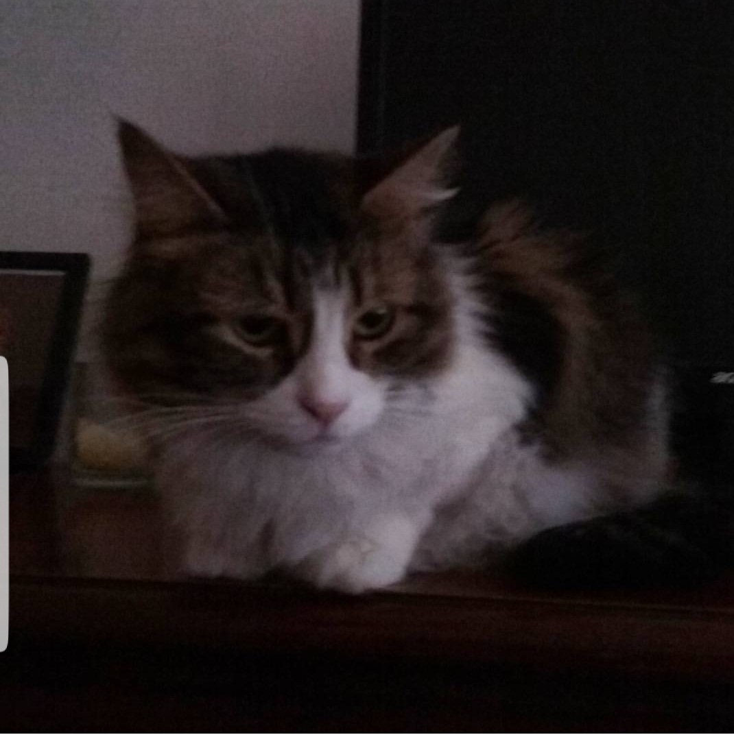 adoptable Cat in Perth Amboy,NJ named Charsi