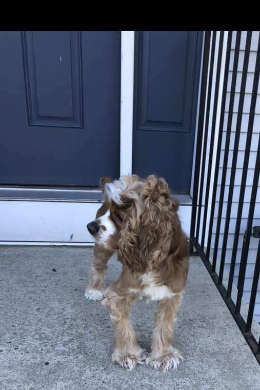 adoptable Dog in Woonsocket,RI named Pumpkin 