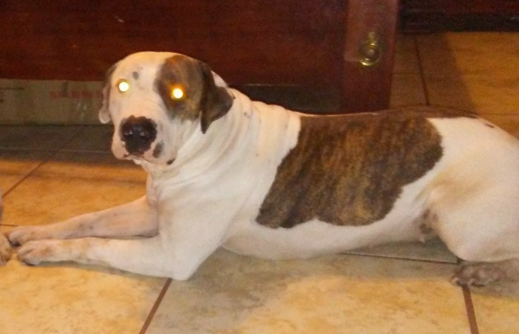 adoptable Dog in Belleview,FL named Eva