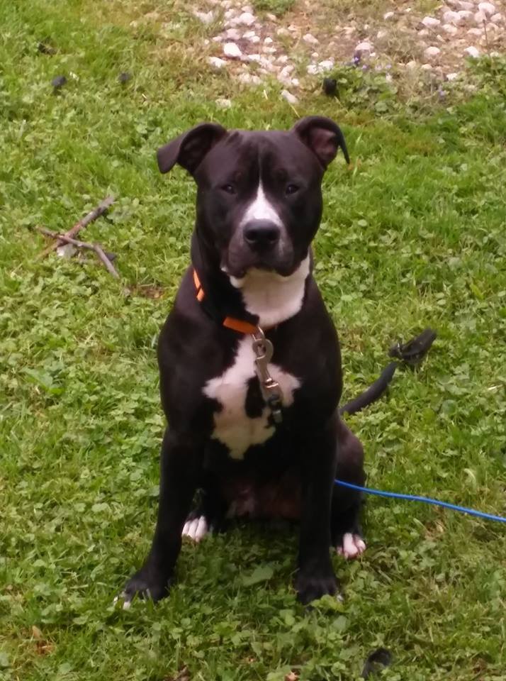 adoptable Dog in Lansing,MI named Tuck