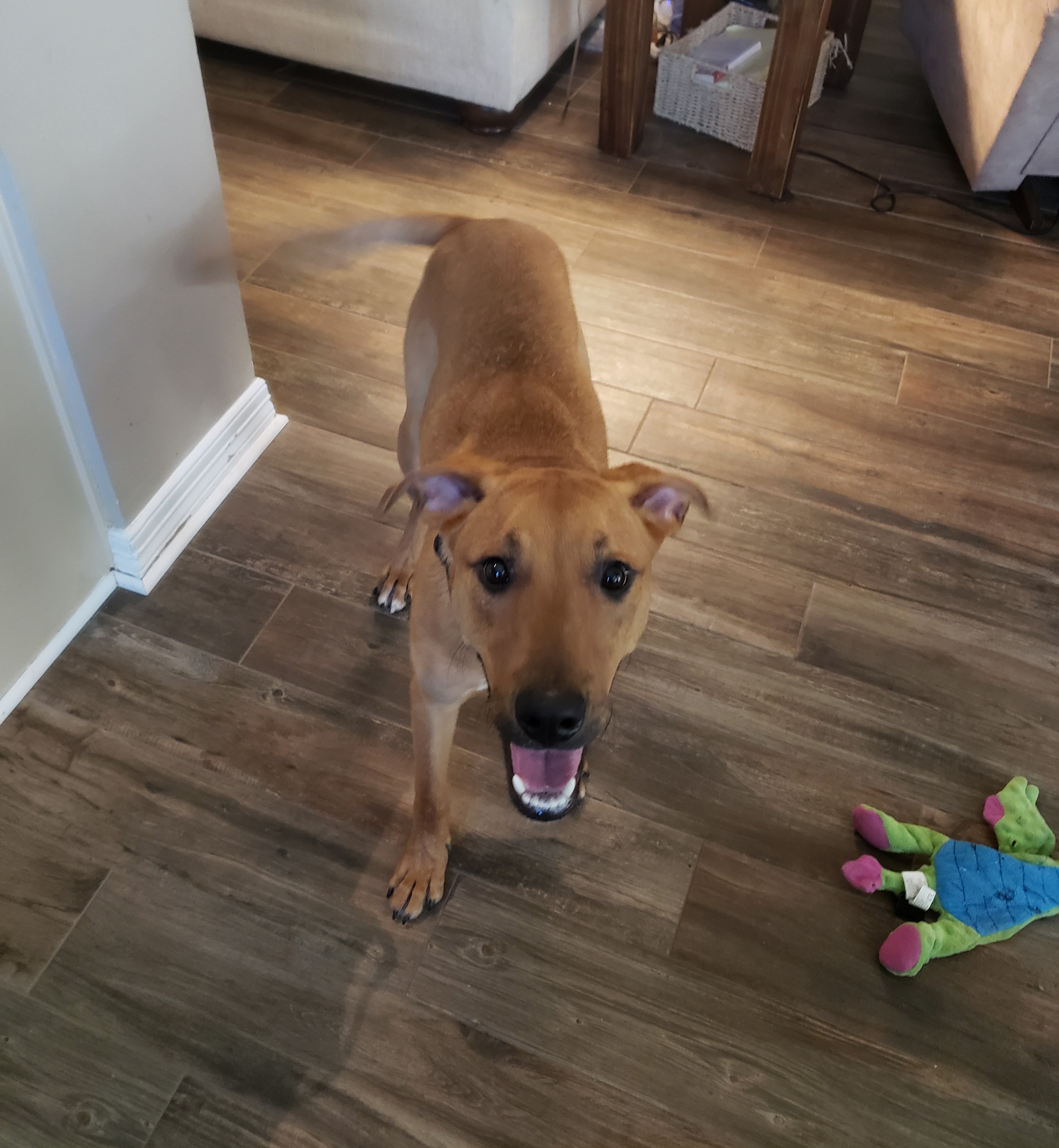 adoptable Dog in Conroe,TX named Dagger