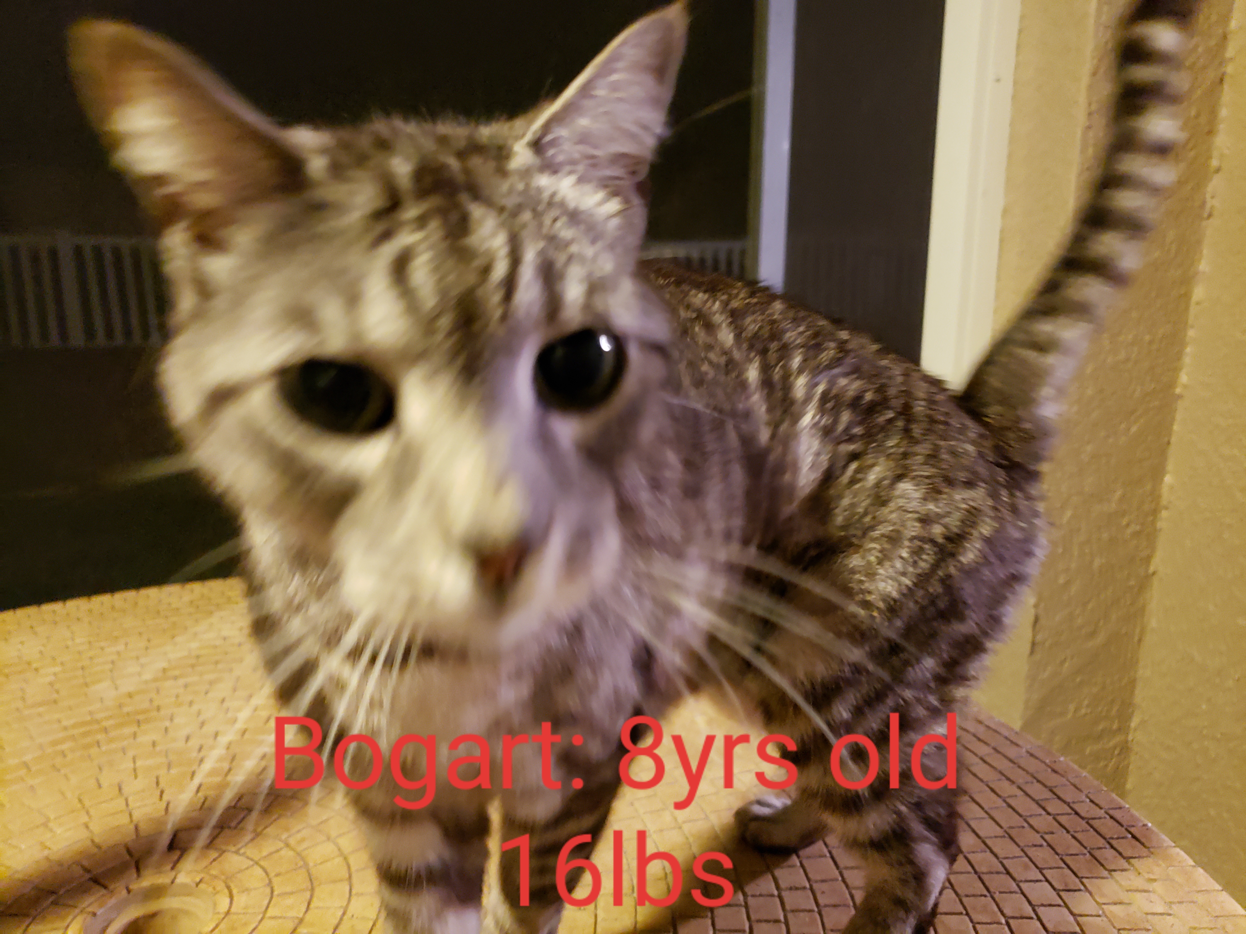adoptable Cat in Brooksville,FL named Bogart