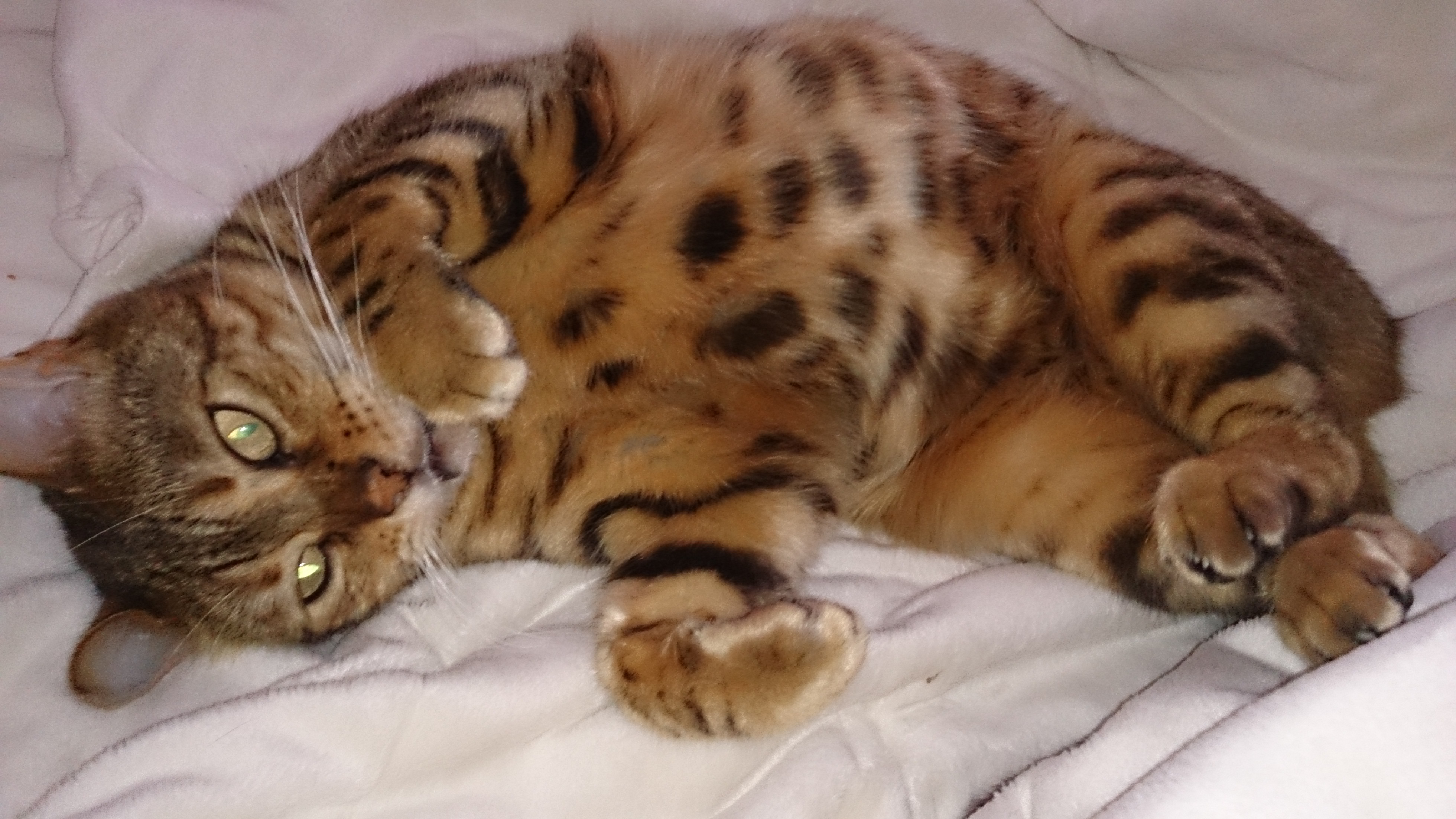 Cat adoption in , CT17 9RE : Bengal leopard cat pure ...