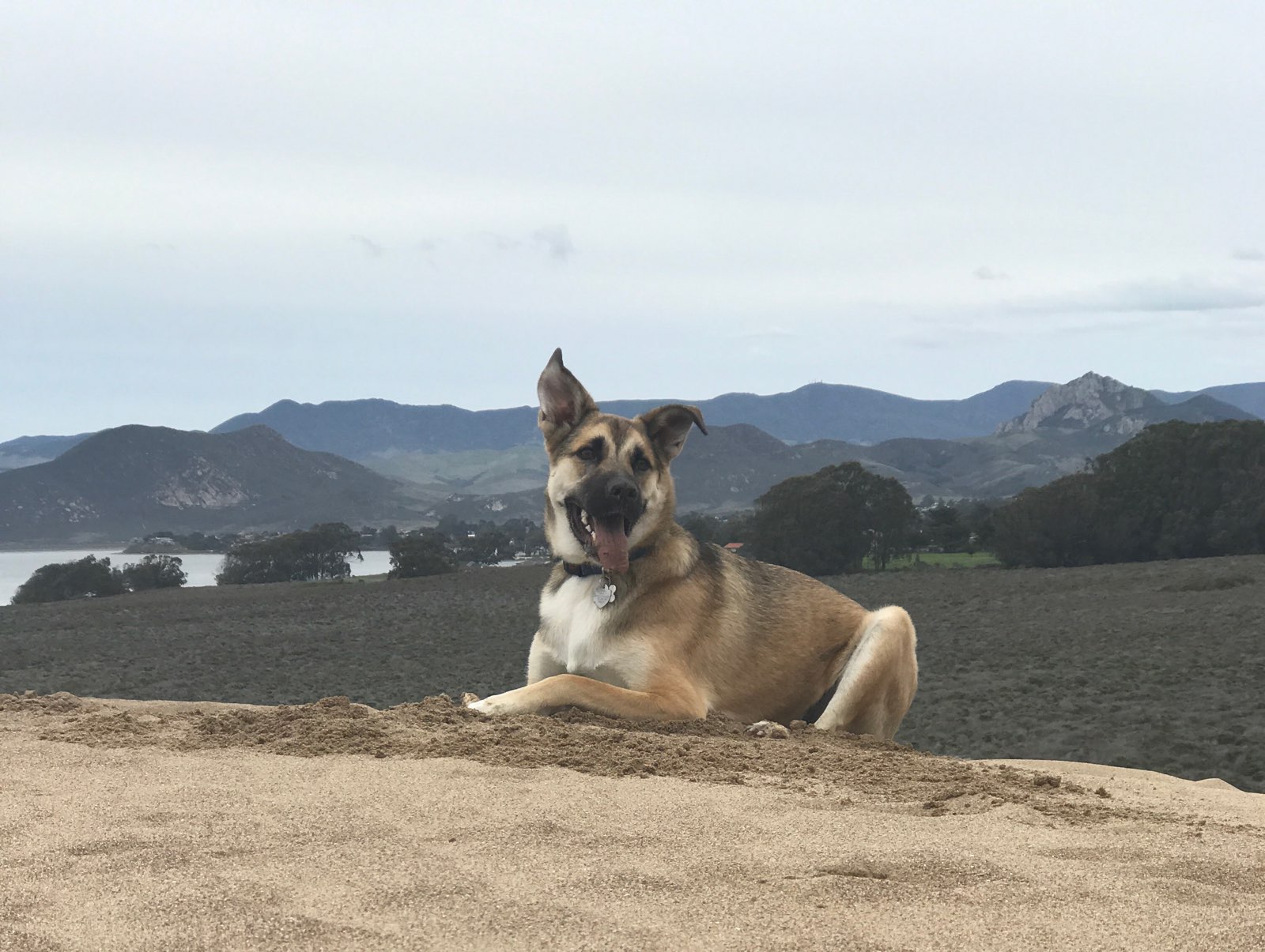 adoptable Dog in Carlsbad,CA named Dax