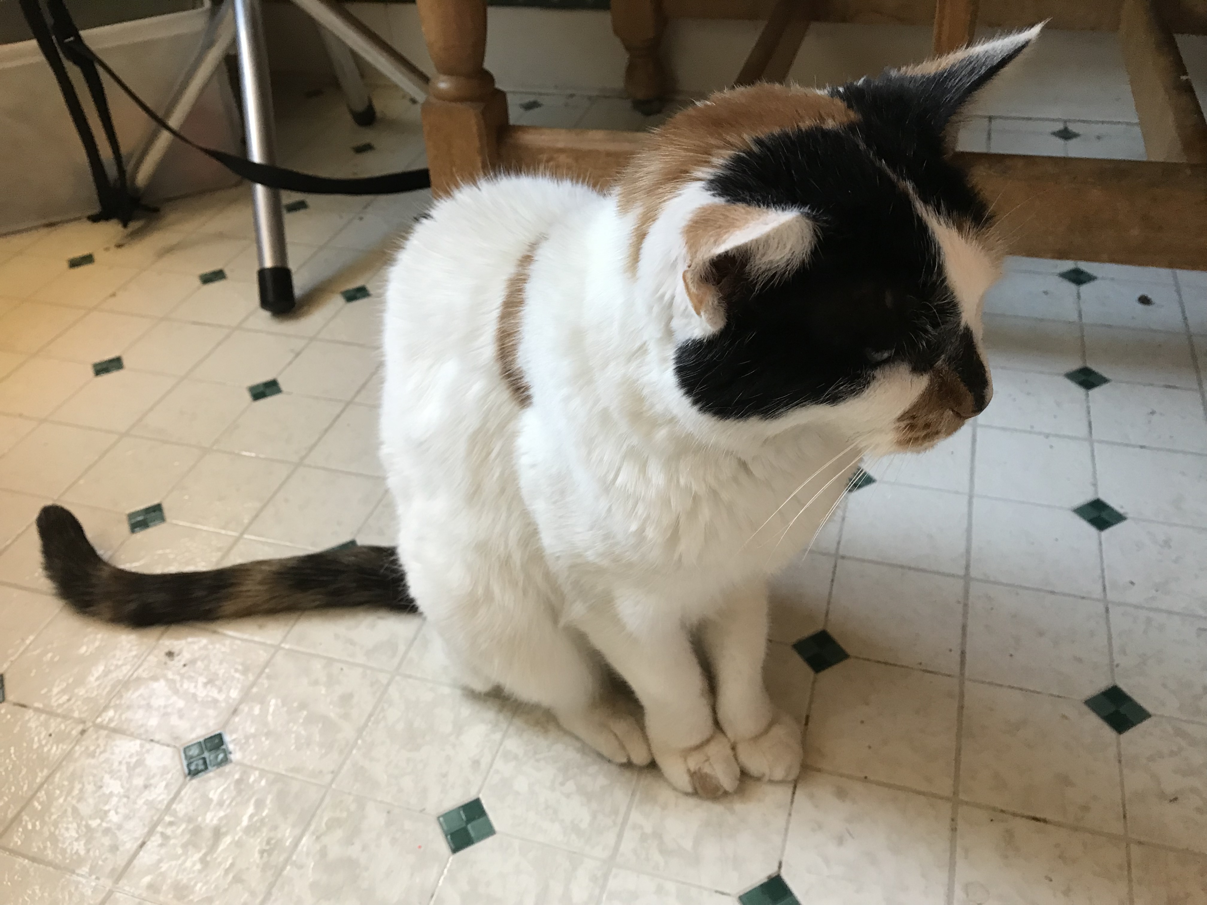 adoptable Cat in San Jose,CA named Cricket