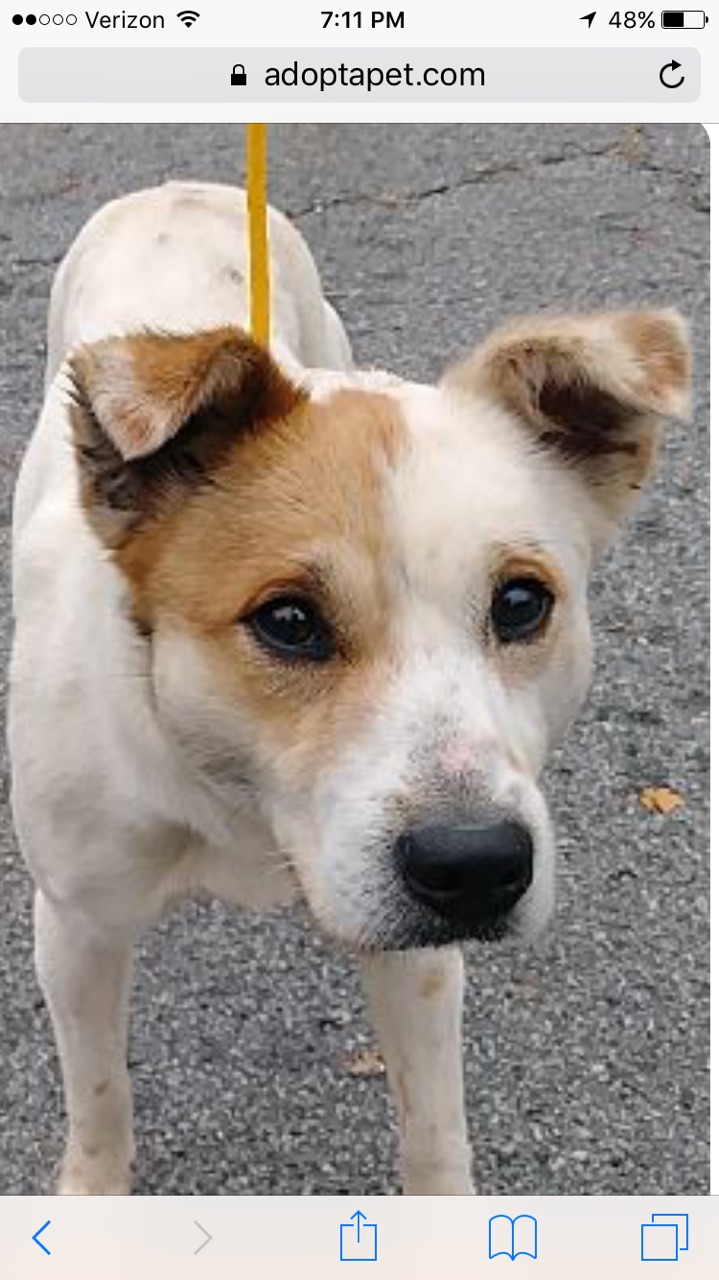 adoptable Dog in Hiram,GA named Jaxx