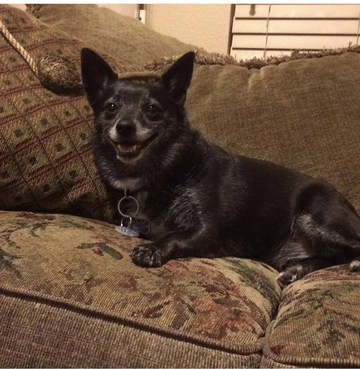 adoptable Dog in Fresno,CA named Maya