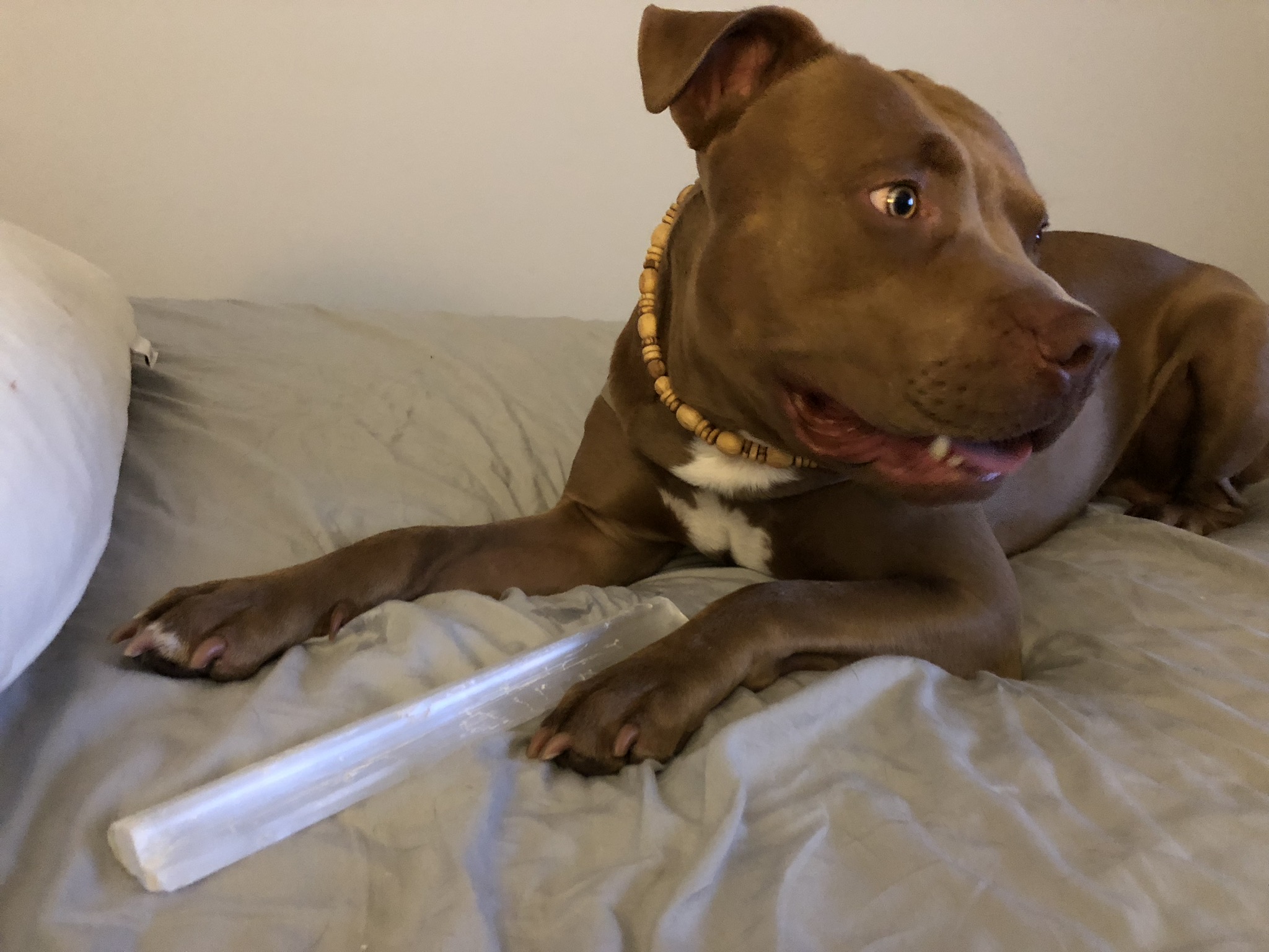 adoptable Dog in Berkeley,CA named Jordan