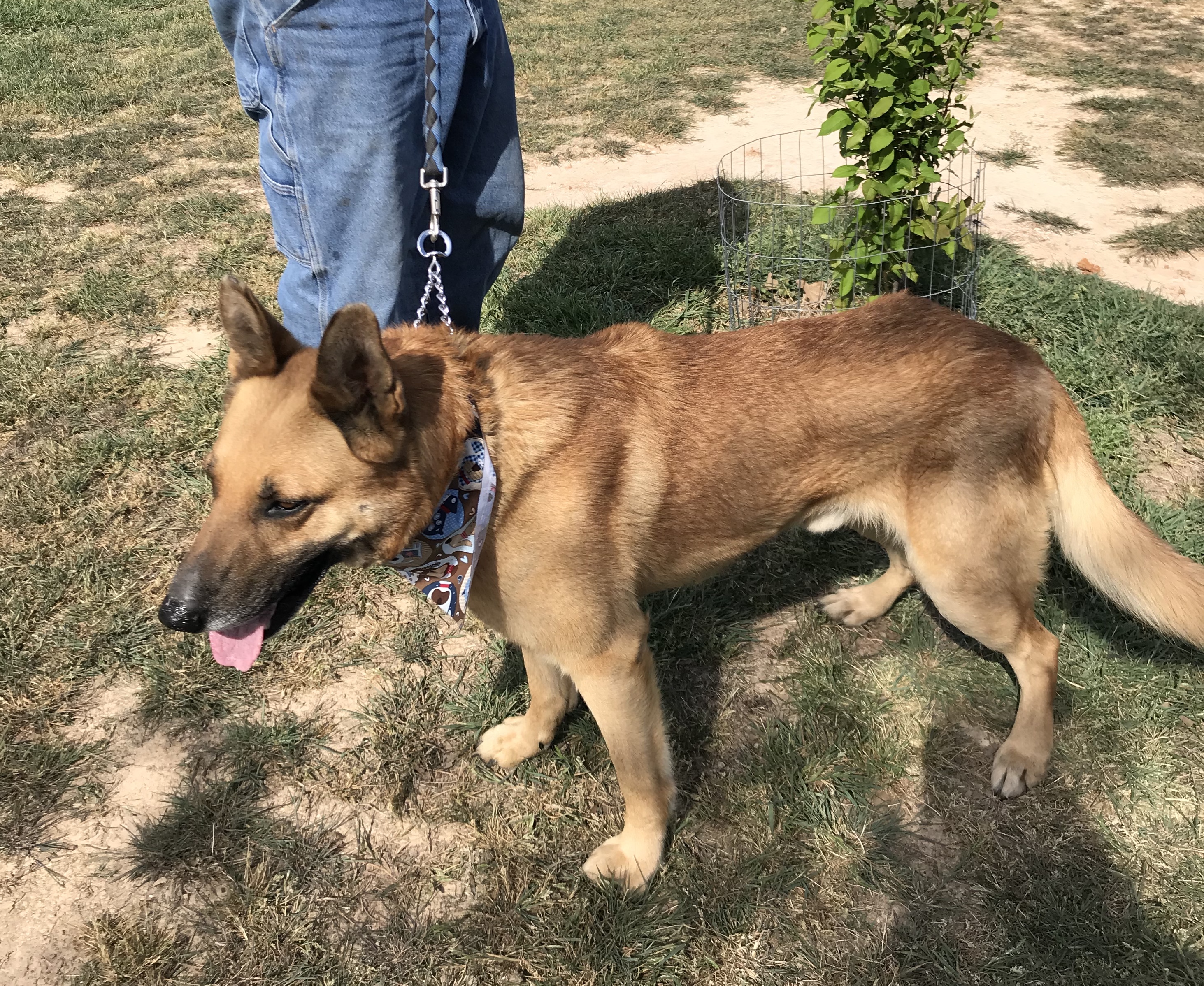 adoptable Dog in Paradise,TX named Hoss