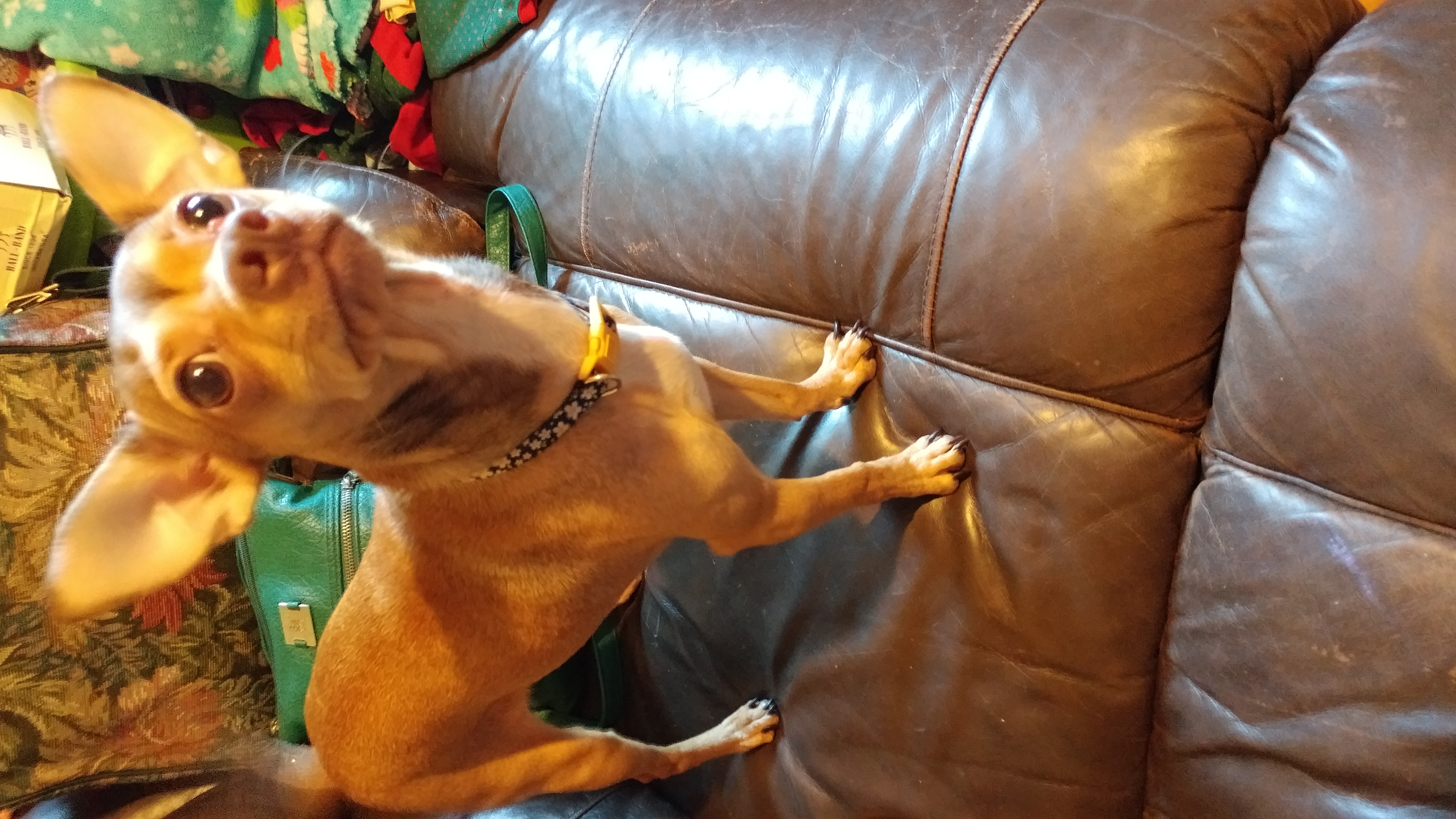 adoptable Dog in San Antonio,TX named Bebe